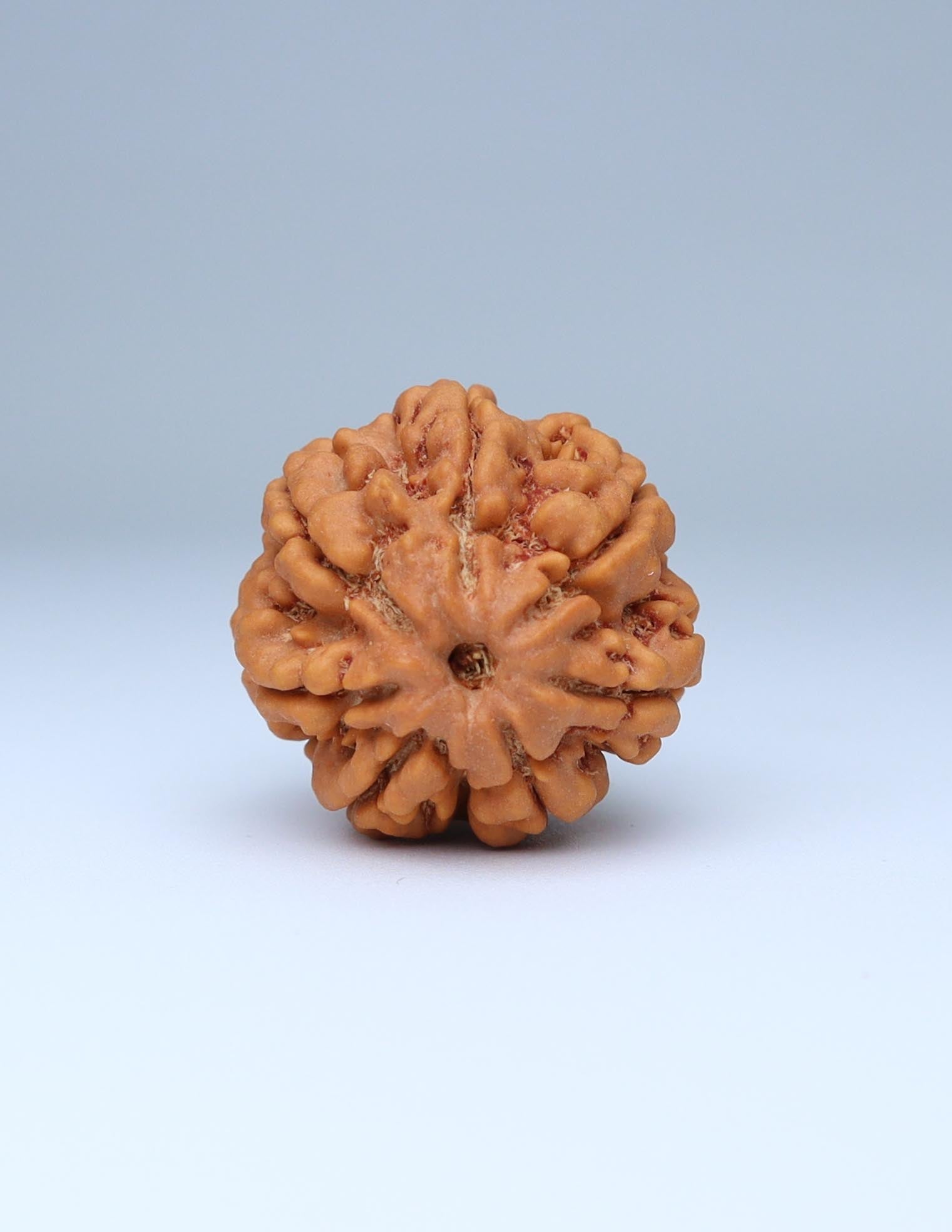 7 Mukhi Nepali Rudraksha