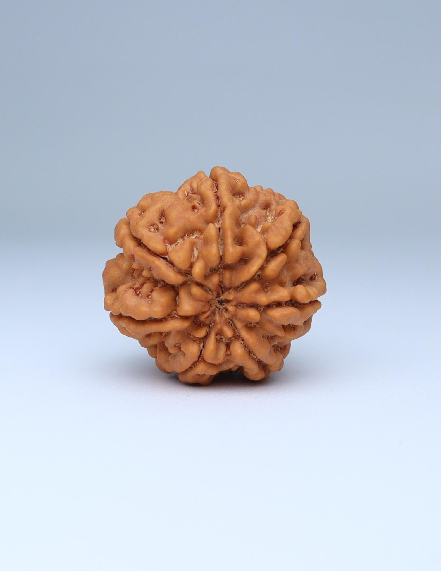 7 Mukhi Nepali Rudraksha