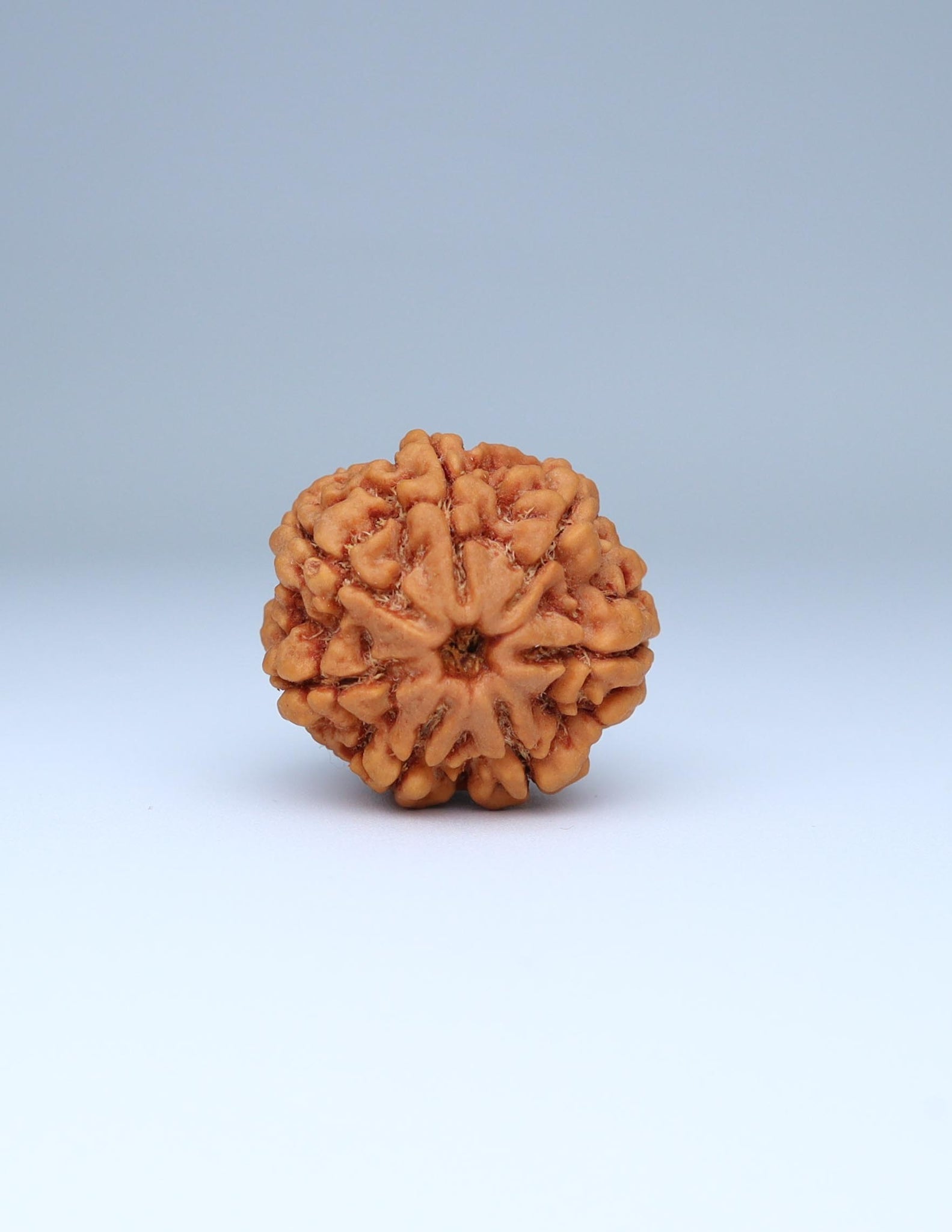 7 Mukhi Nepali Rudraksha