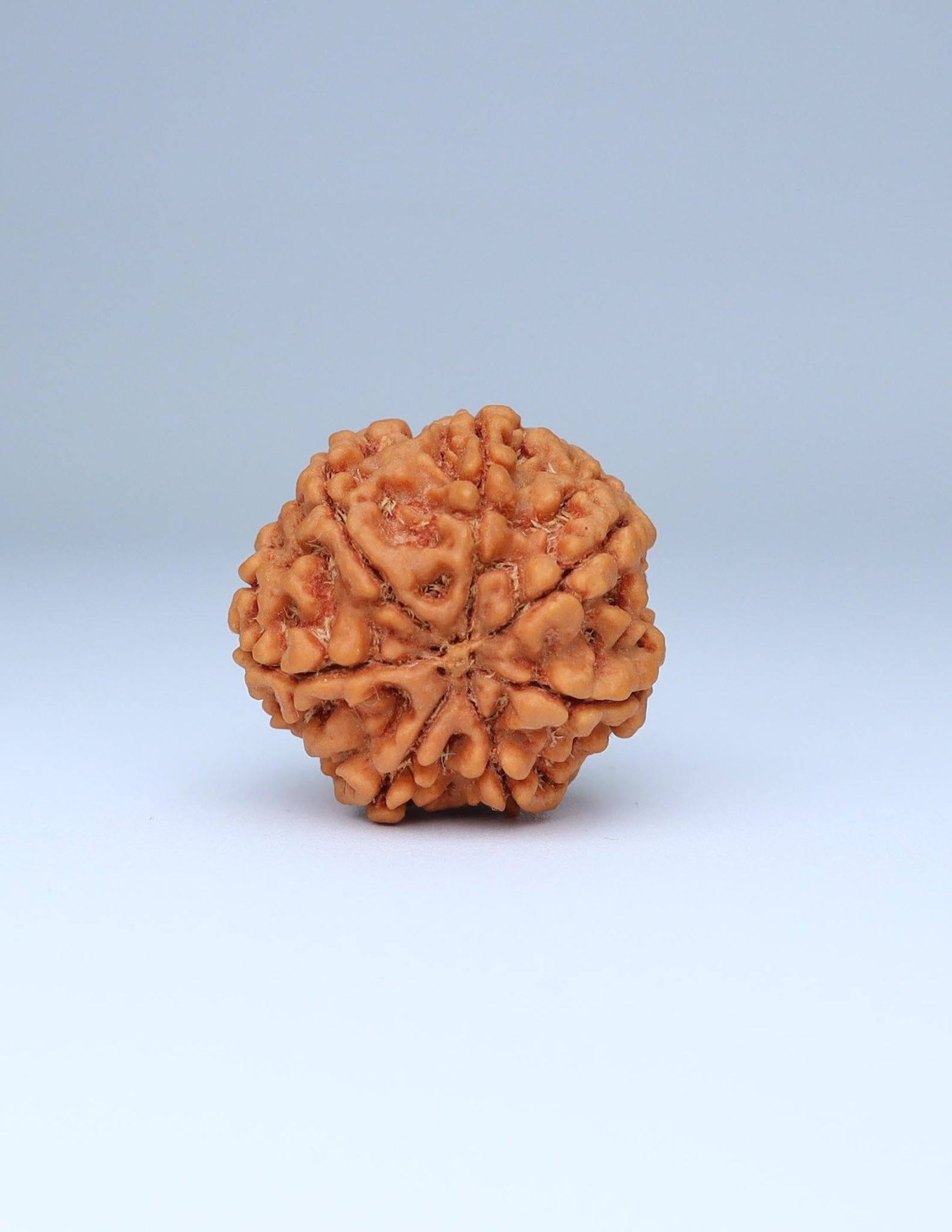 7 Mukhi Nepali Rudraksha