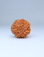 7 Mukhi Nepali Rudraksha