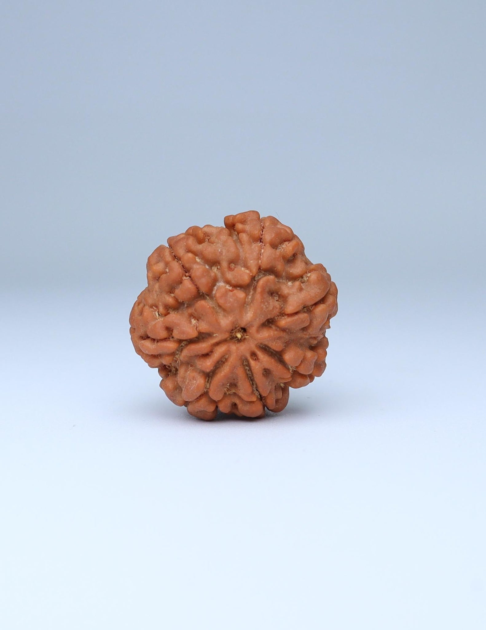 7 Mukhi Nepali Rudraksha