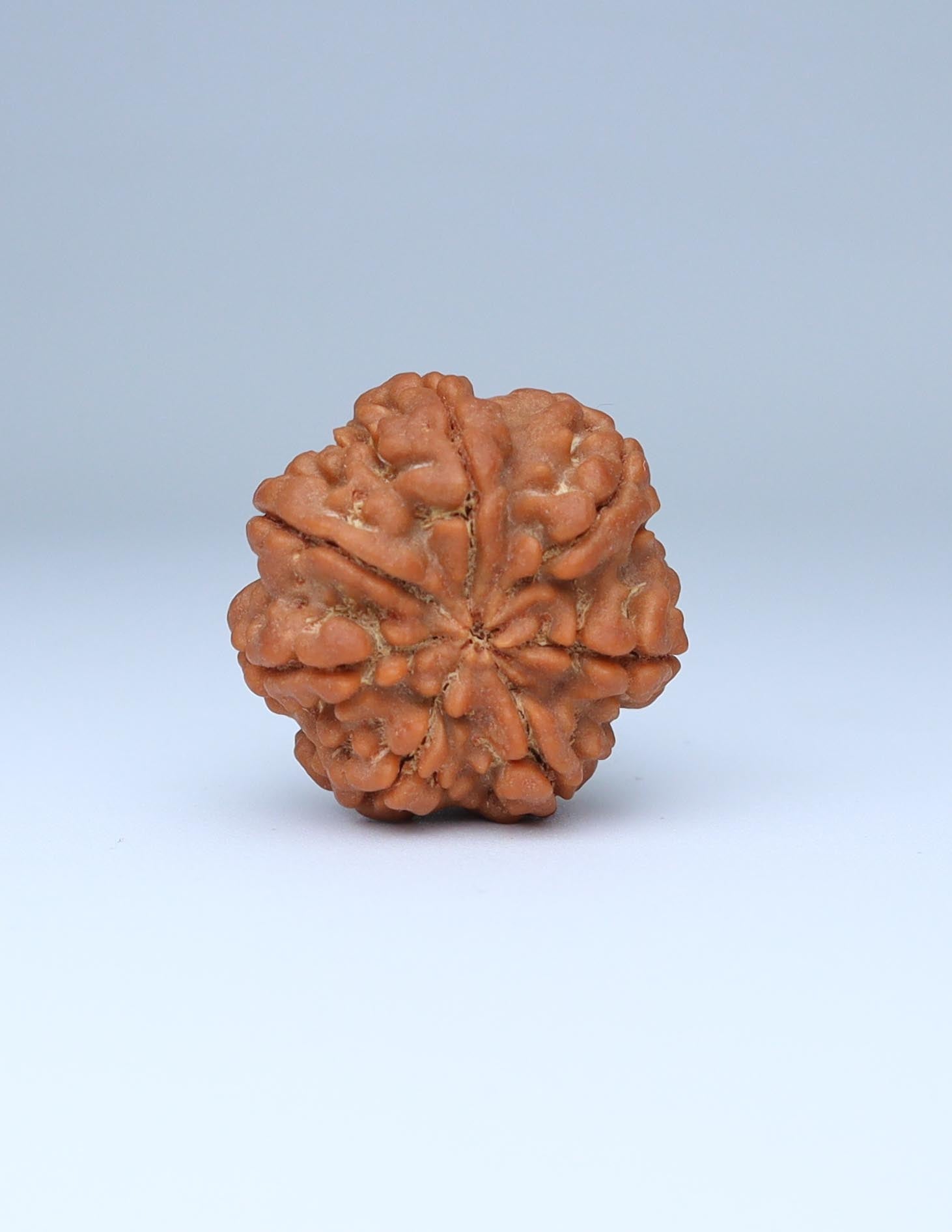 7 Mukhi Nepali Rudraksha