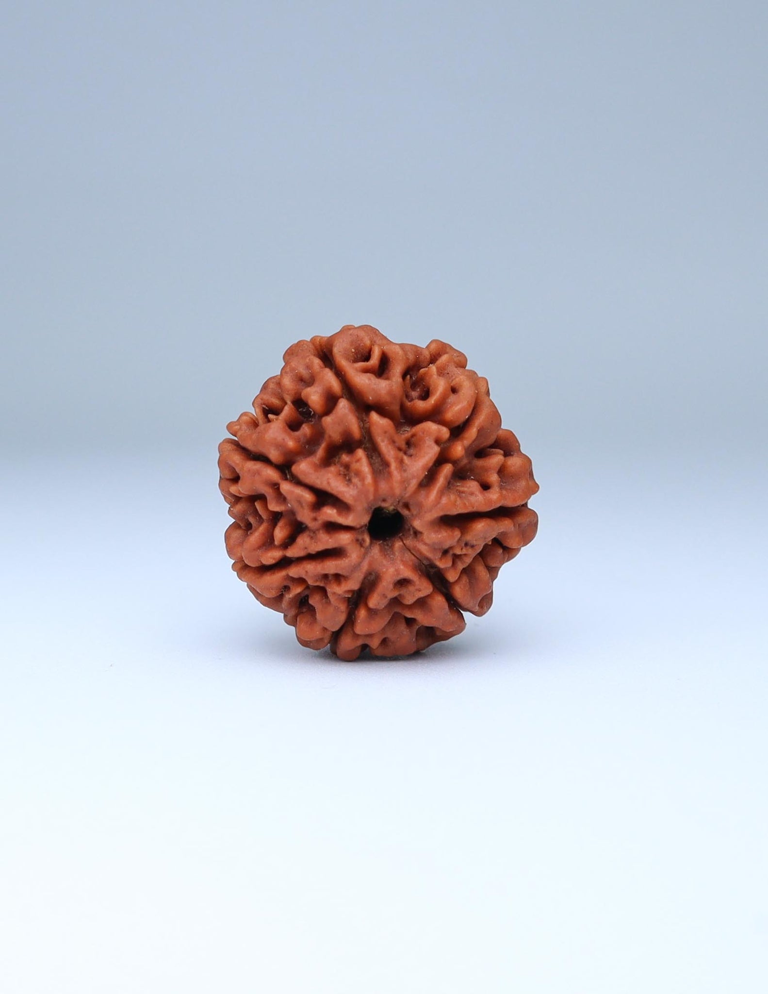 7 Mukhi Nepali Rudraksha