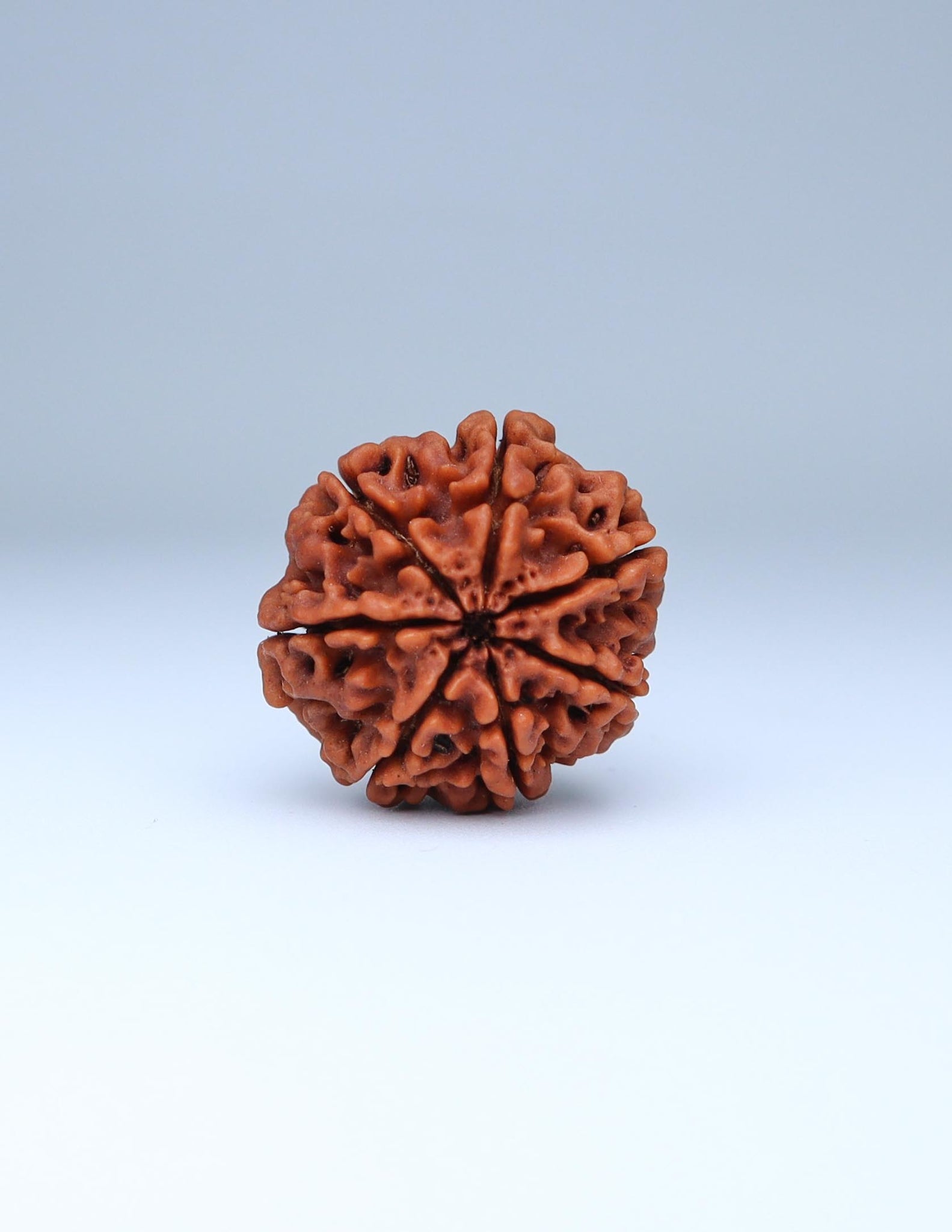 7 Mukhi Nepali Rudraksha