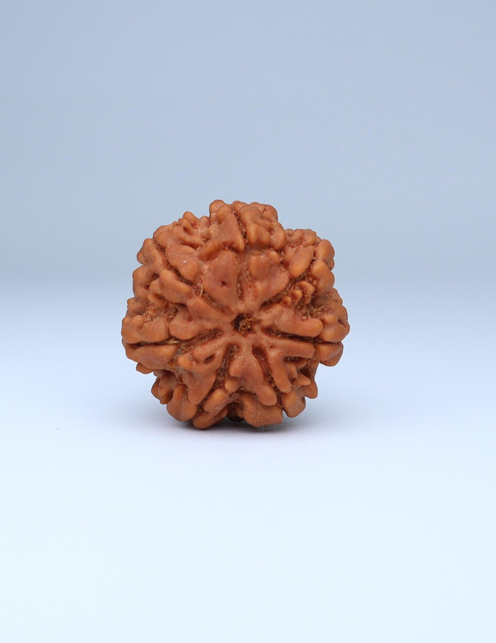 7 Mukhi Nepali Rudraksha