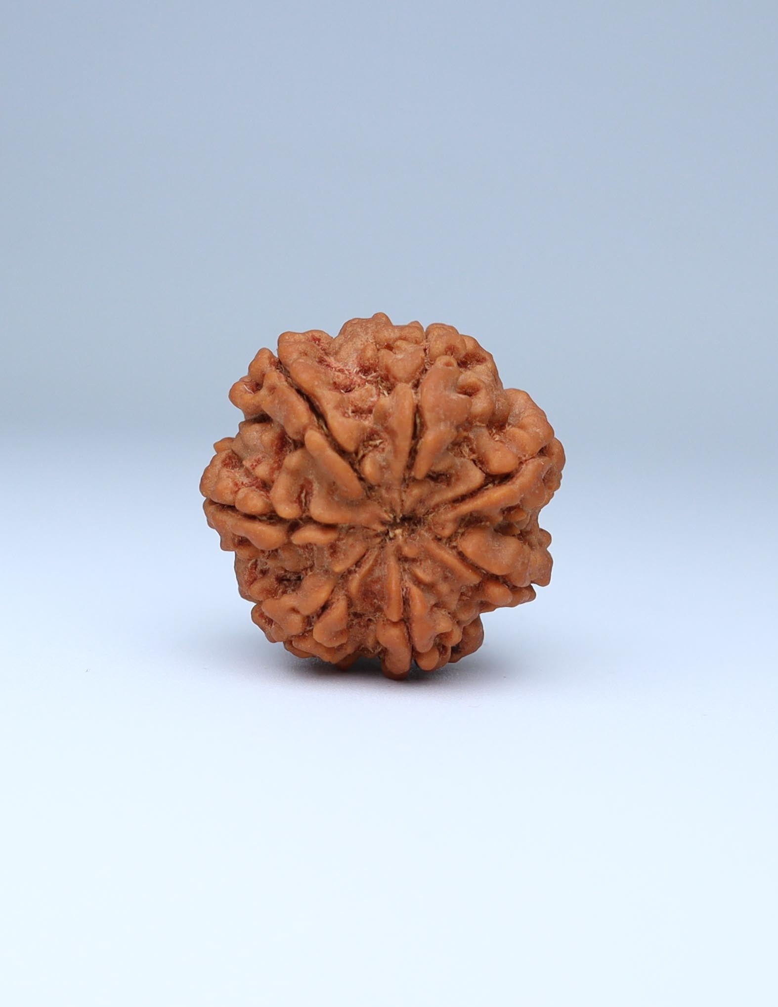 7 Mukhi Nepali Rudraksha