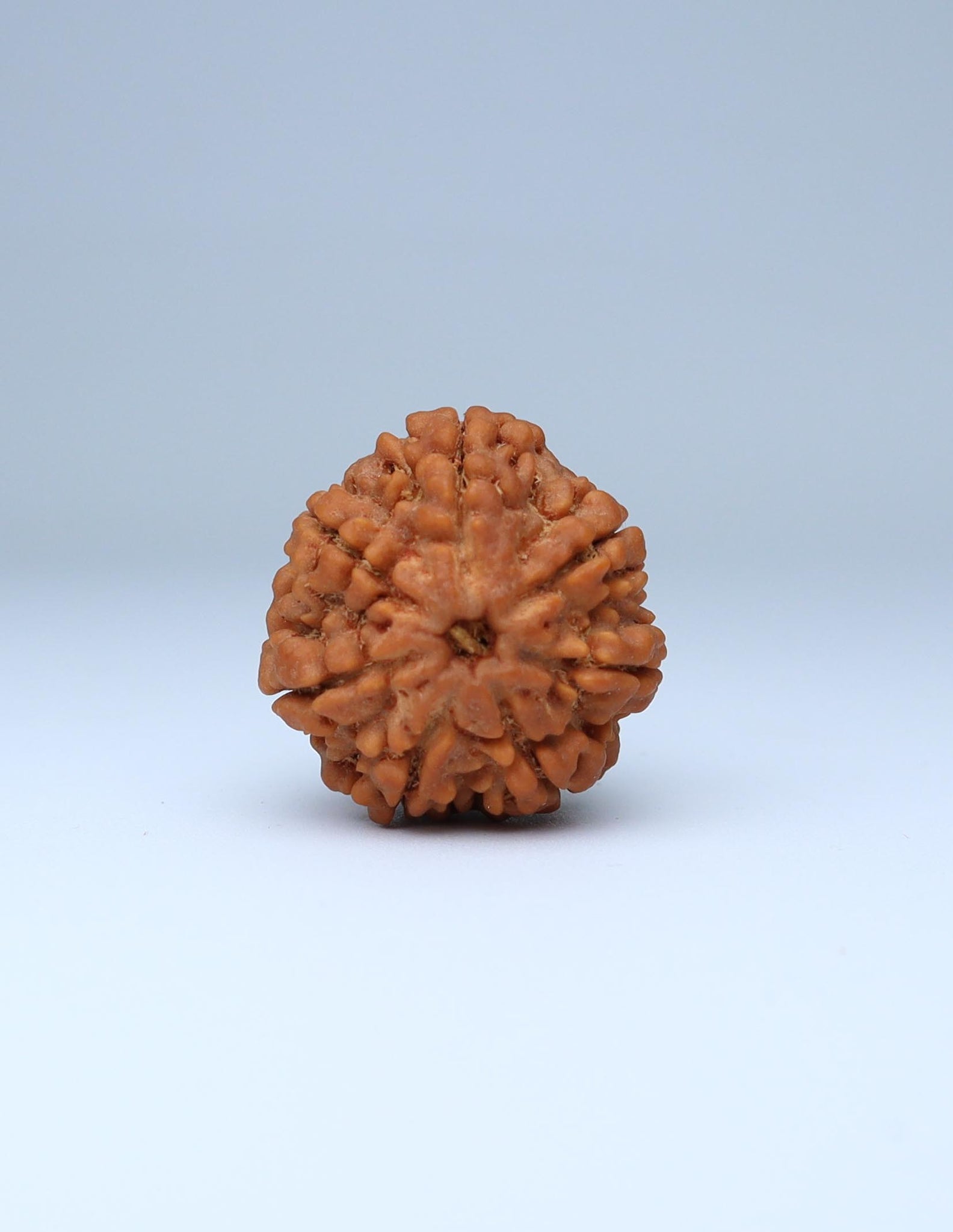 7 Mukhi Nepali Rudraksha