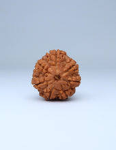 7 Mukhi Nepali Rudraksha