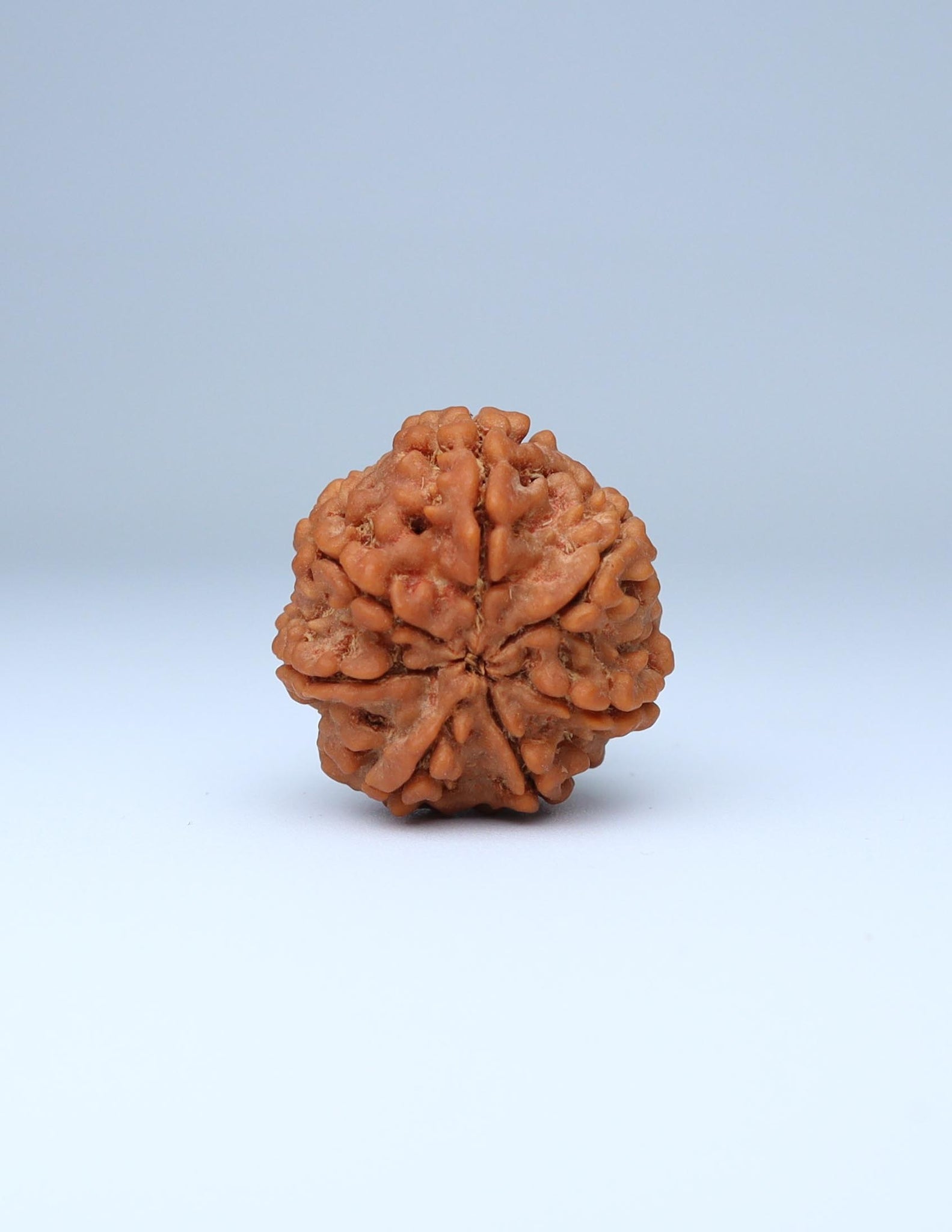 7 Mukhi Nepali Rudraksha