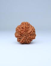 7 Mukhi Nepali Rudraksha