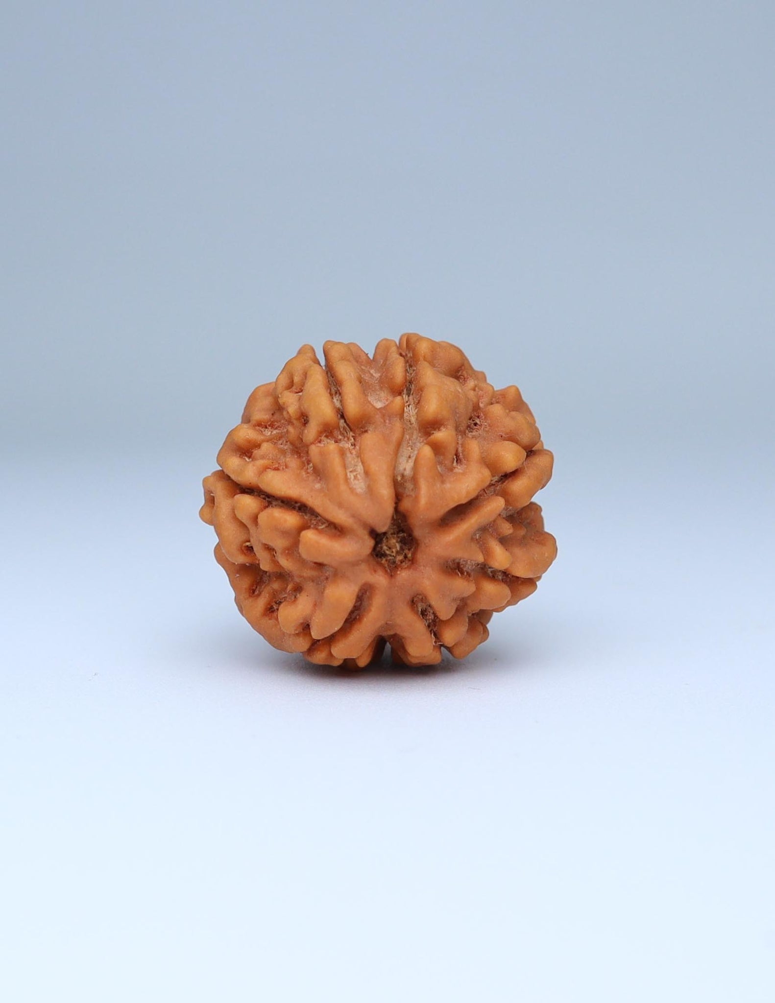 7 Mukhi Nepali Rudraksha