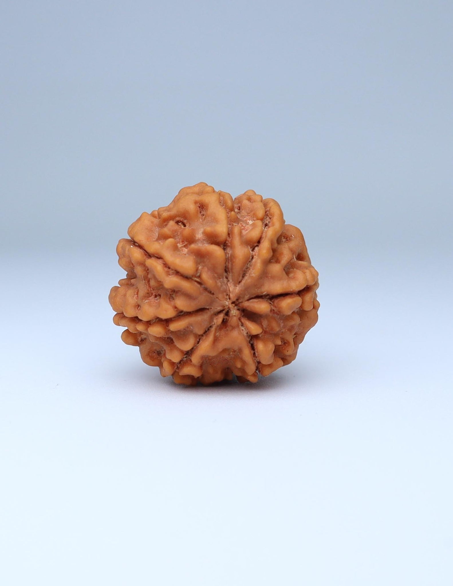 7 Mukhi Nepali Rudraksha