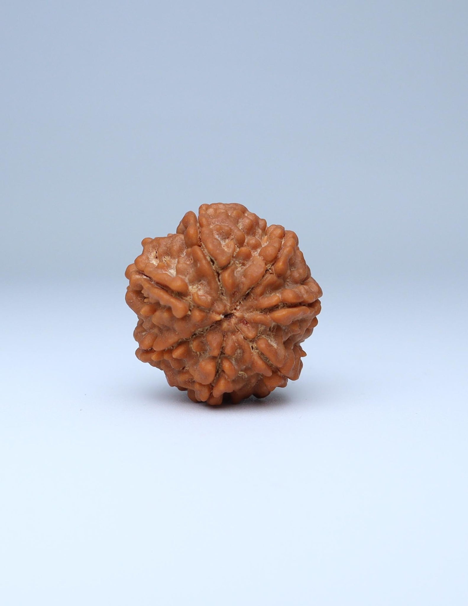 7 Mukhi Nepali Rudraksha