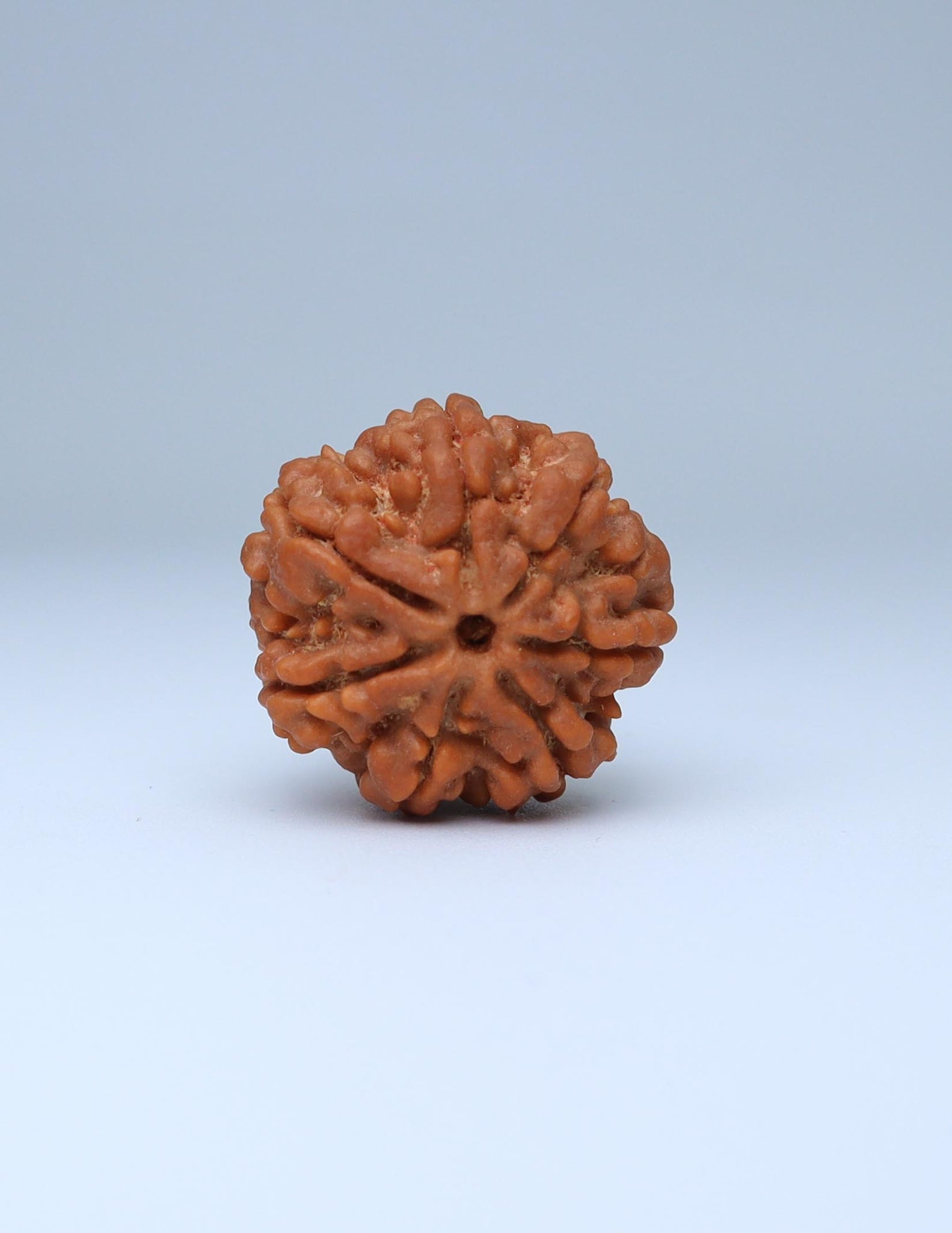 7 Mukhi Nepali Rudraksha