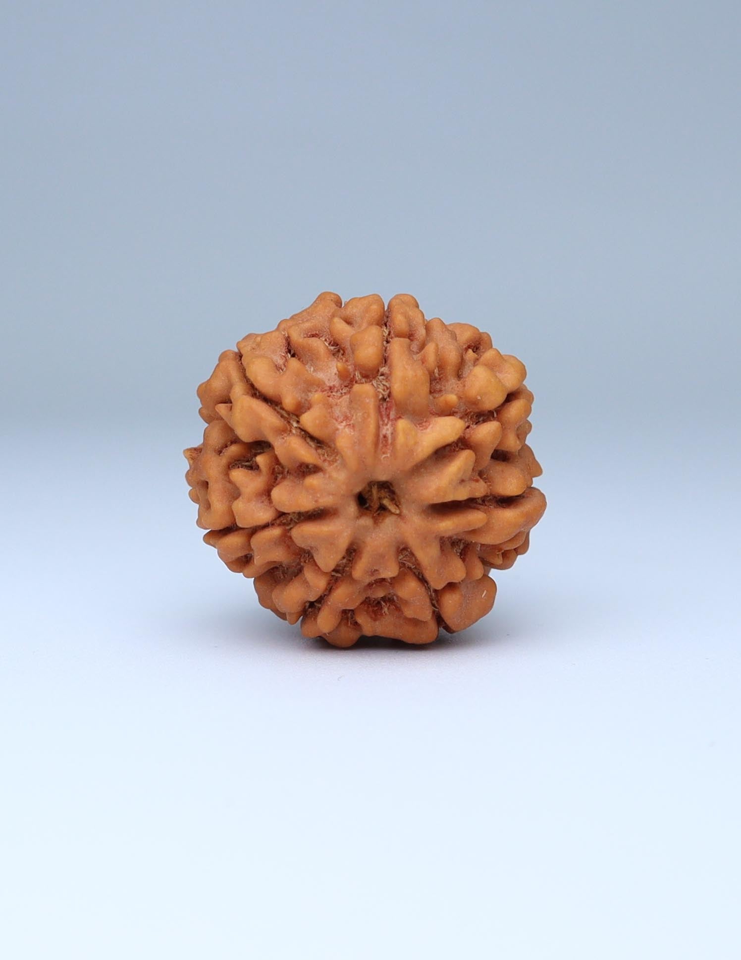 7 Mukhi Nepali Rudraksha