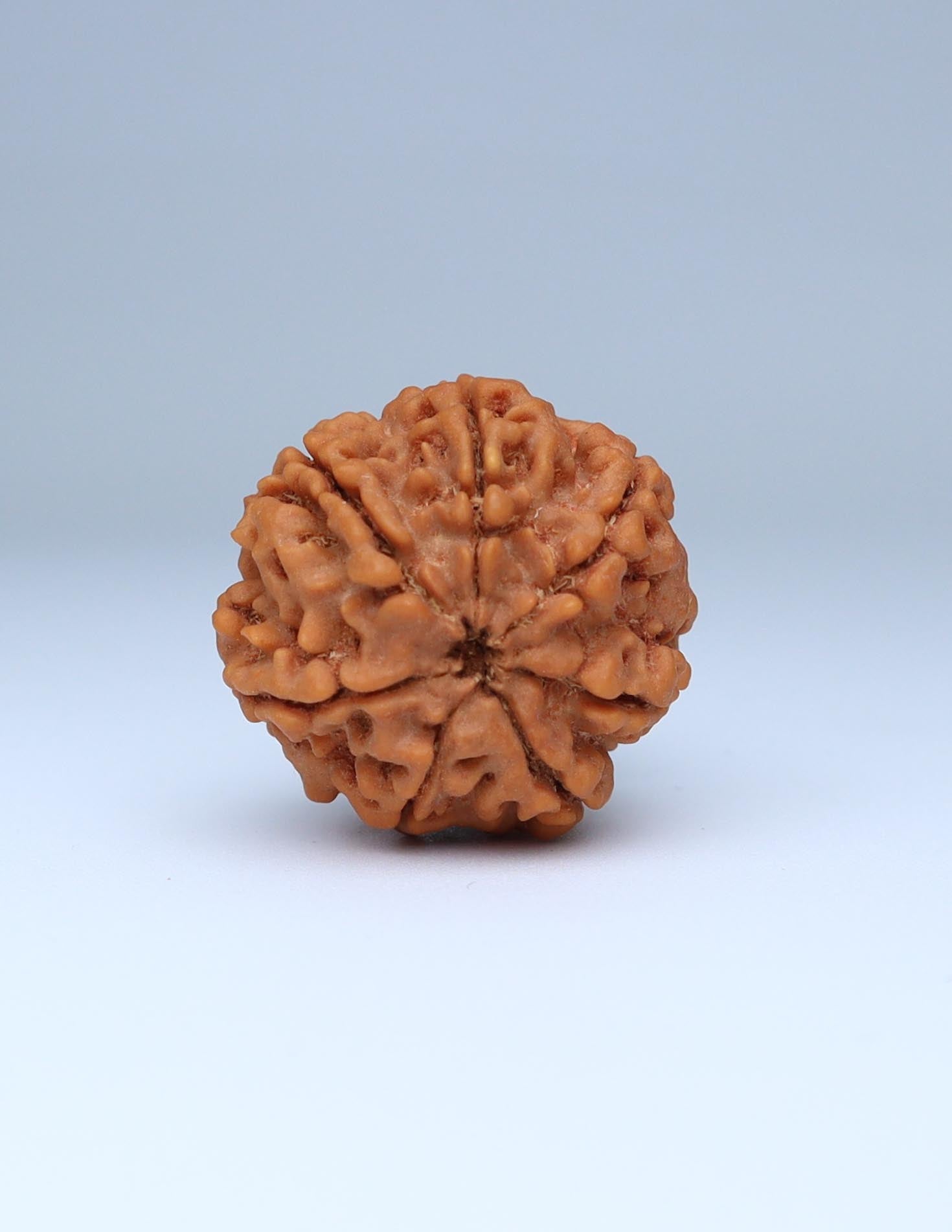 7 Mukhi Nepali Rudraksha