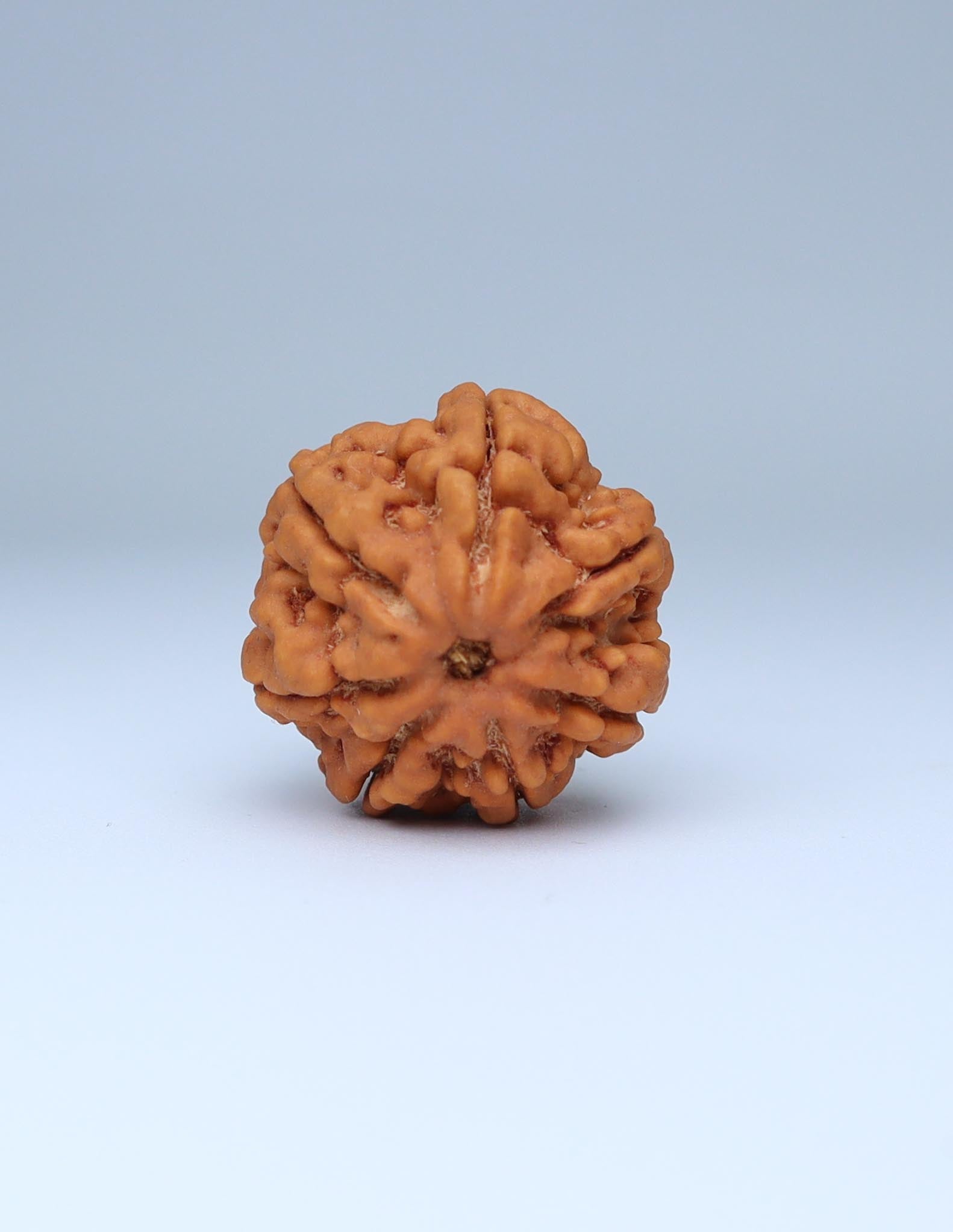 7 Mukhi Nepali Rudraksha