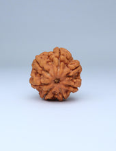 7 Mukhi Nepali Rudraksha