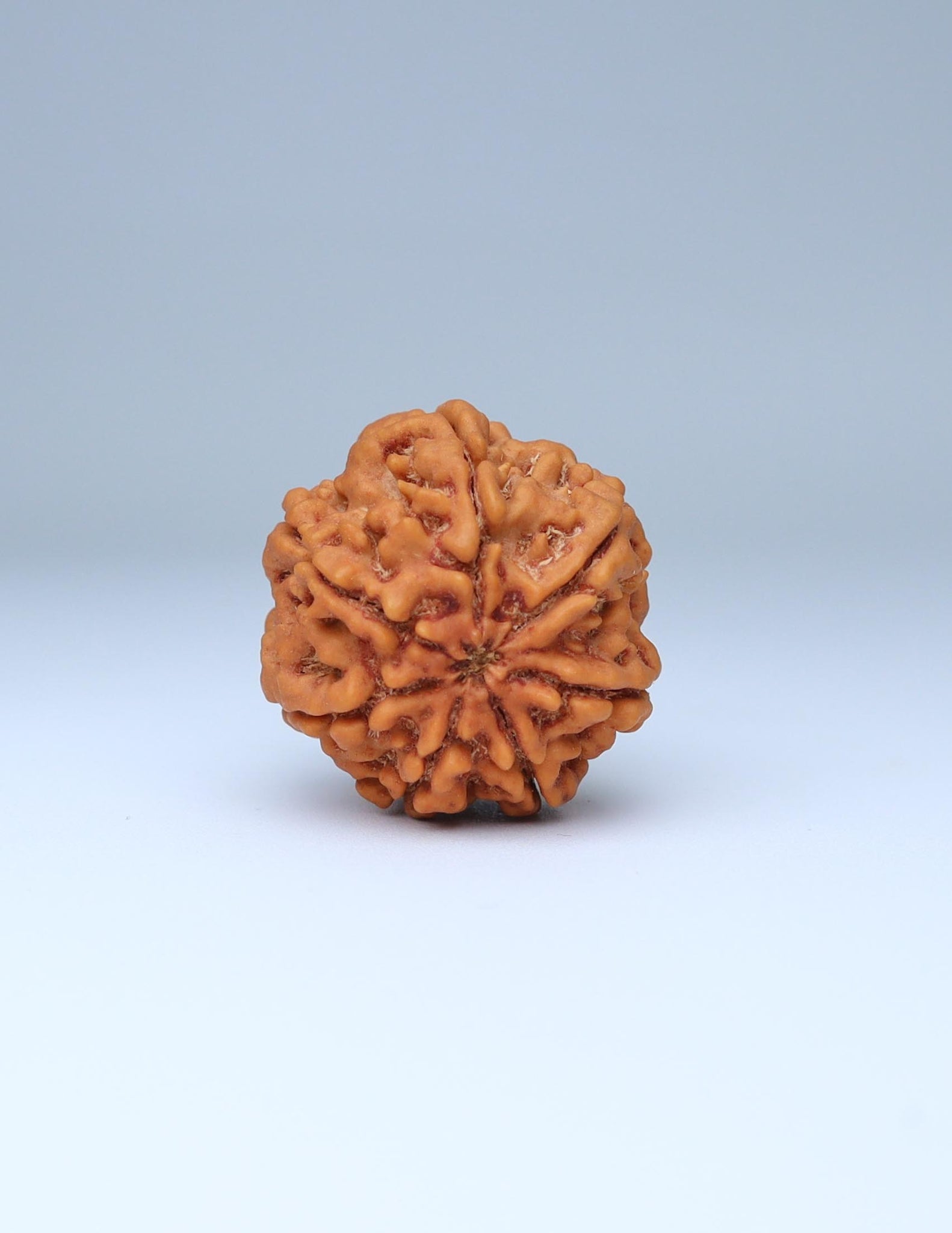 7 Mukhi Nepali Rudraksha