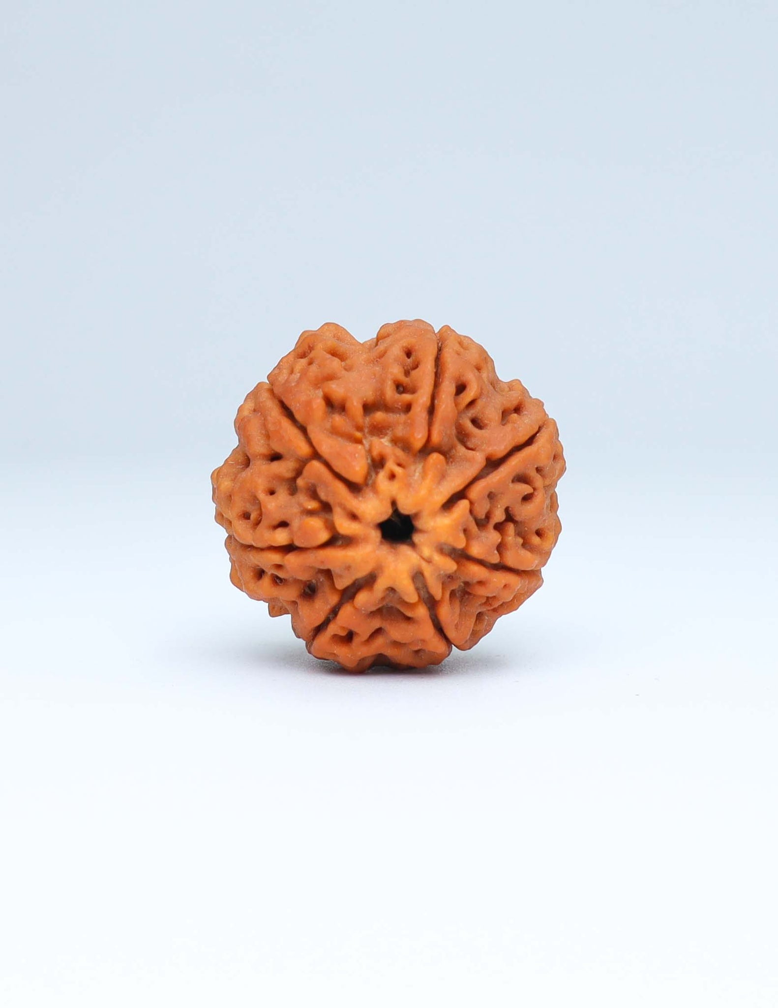 7 Mukhi Nepali Rudraksha