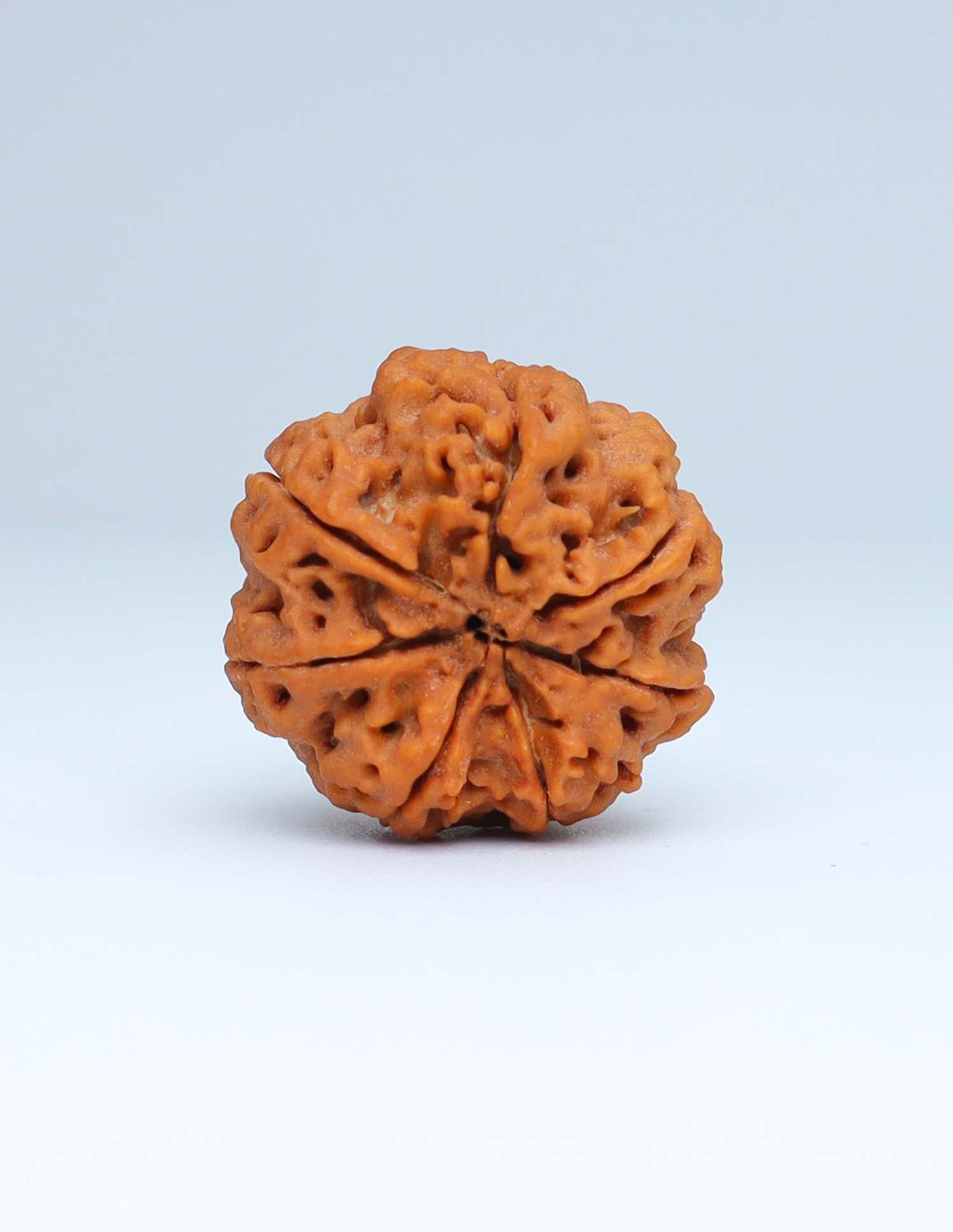 7 Mukhi Nepali Rudraksha