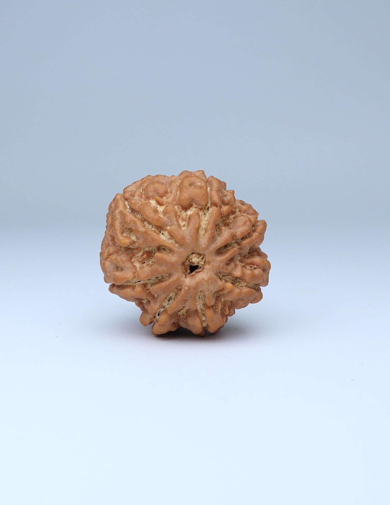 7 Mukhi Nepali Rudraksha