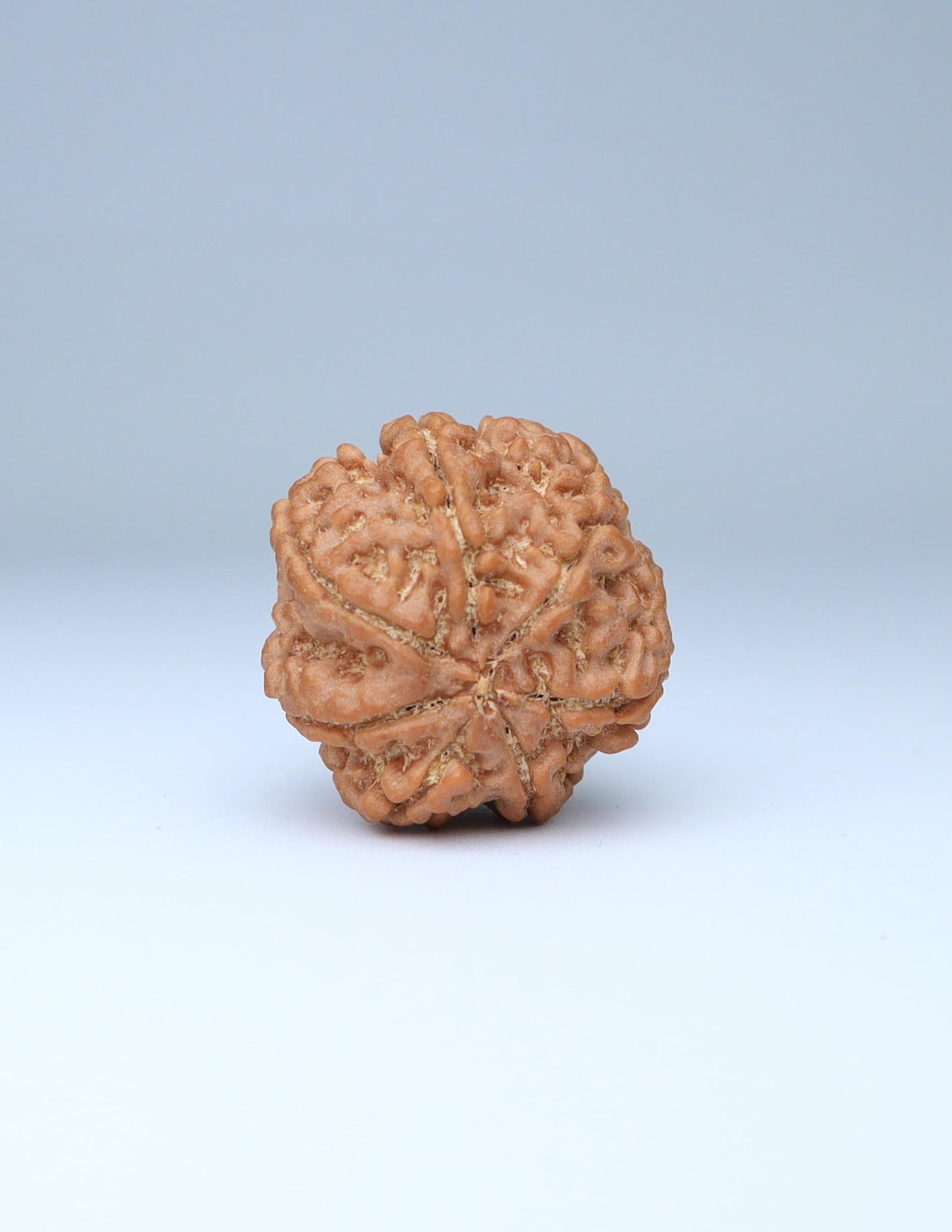 7 Mukhi Nepali Rudraksha