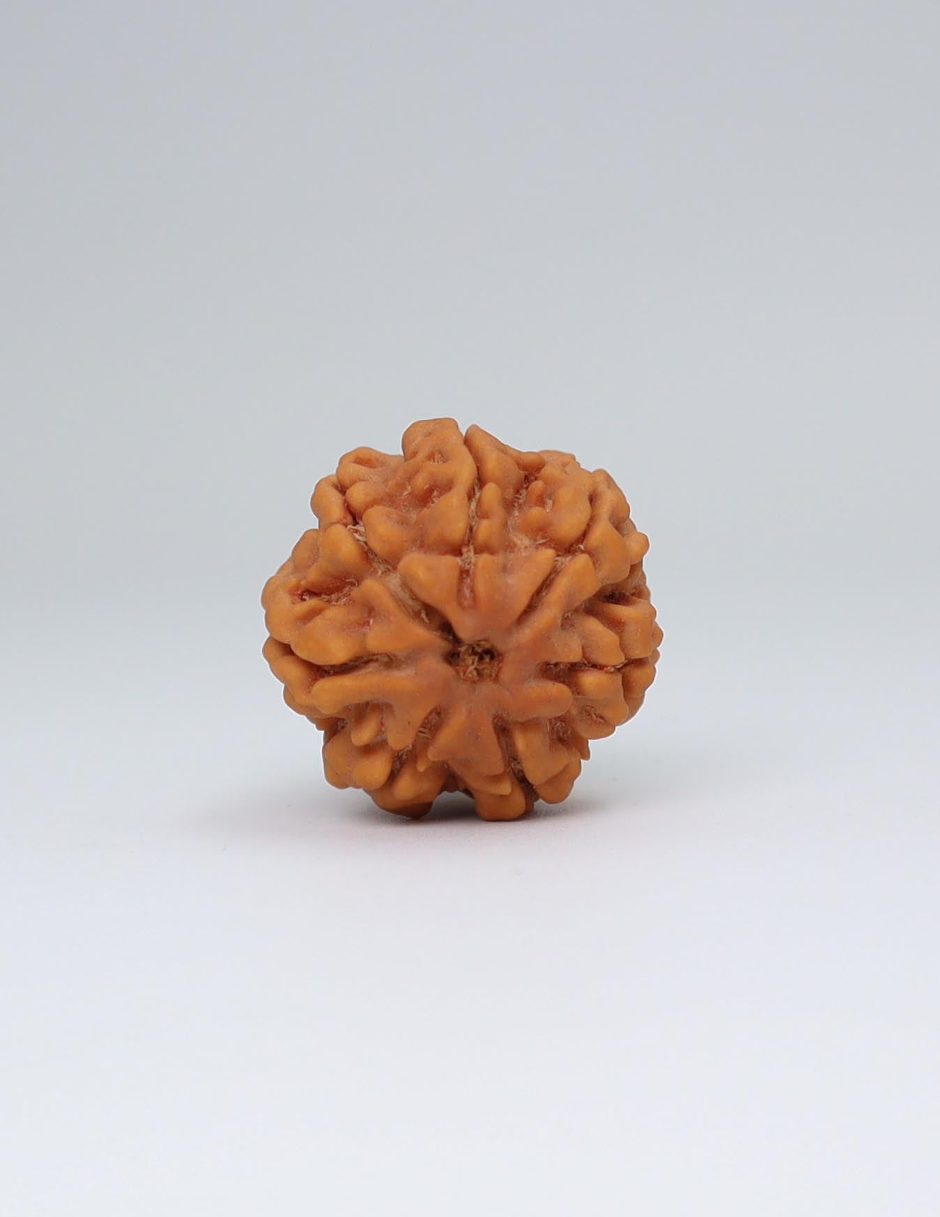 7 Mukhi Nepali Rudraksha