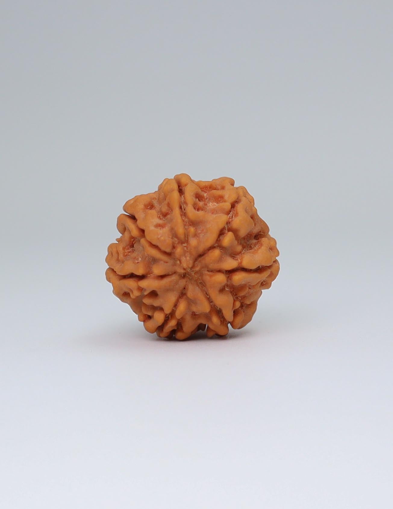 7 Mukhi Nepali Rudraksha