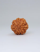 7 Mukhi Nepali Rudraksha