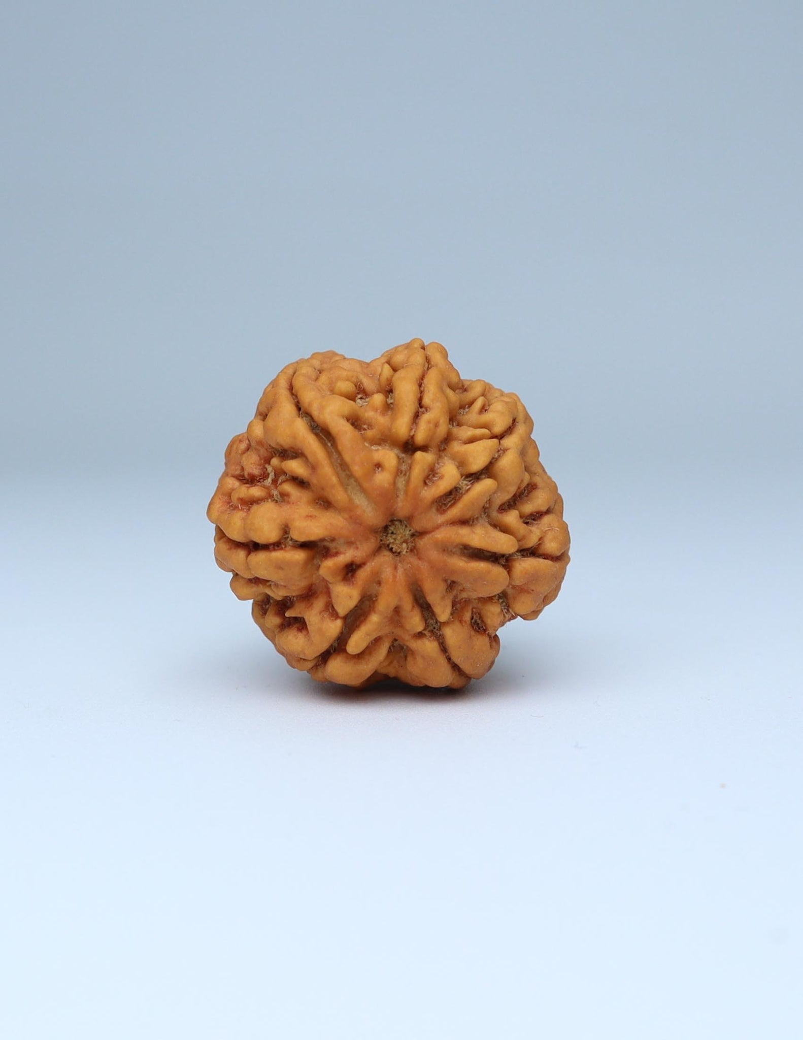 7 Mukhi Nepali Rudraksha