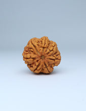 7 Mukhi Nepali Rudraksha