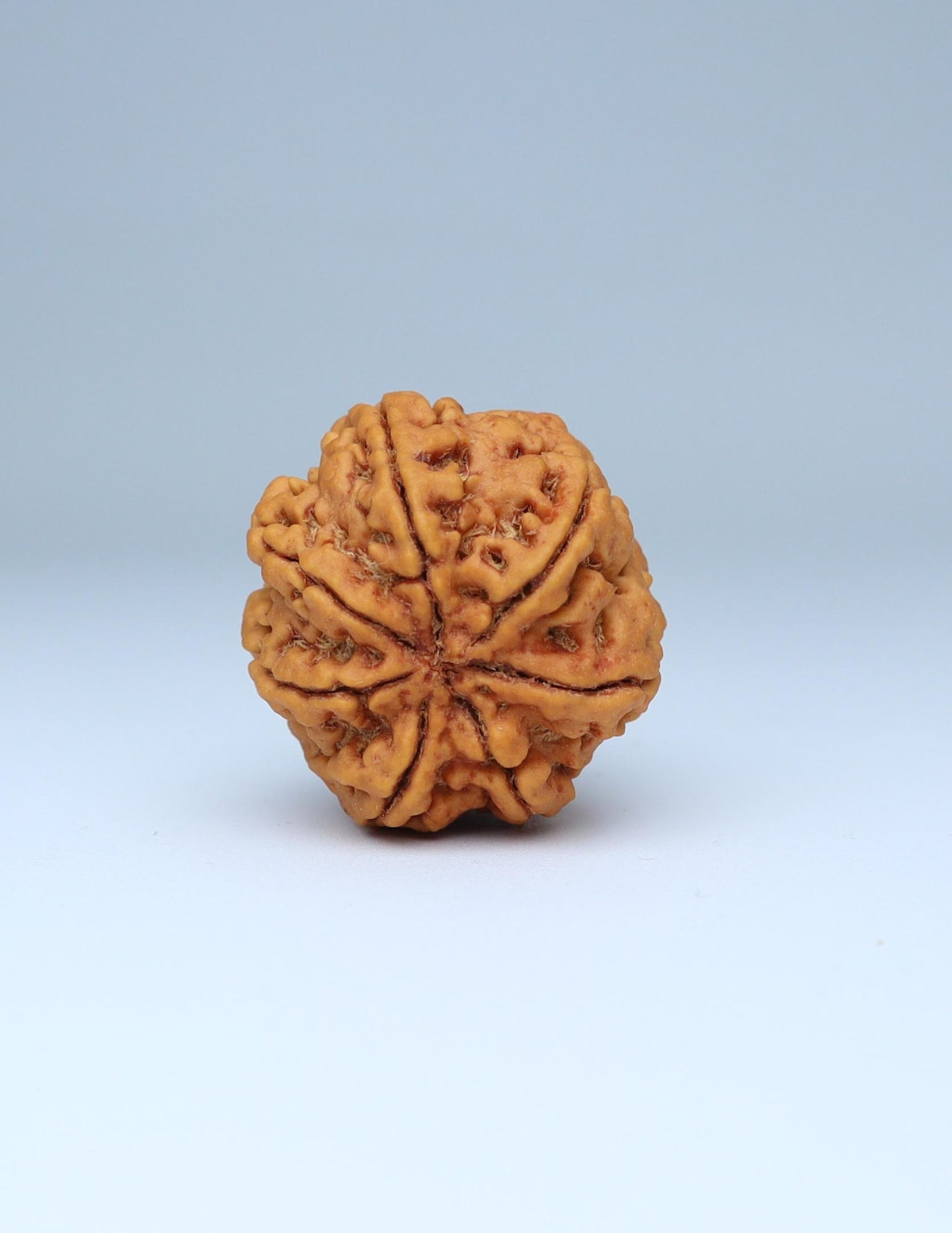 7 Mukhi Nepali Rudraksha