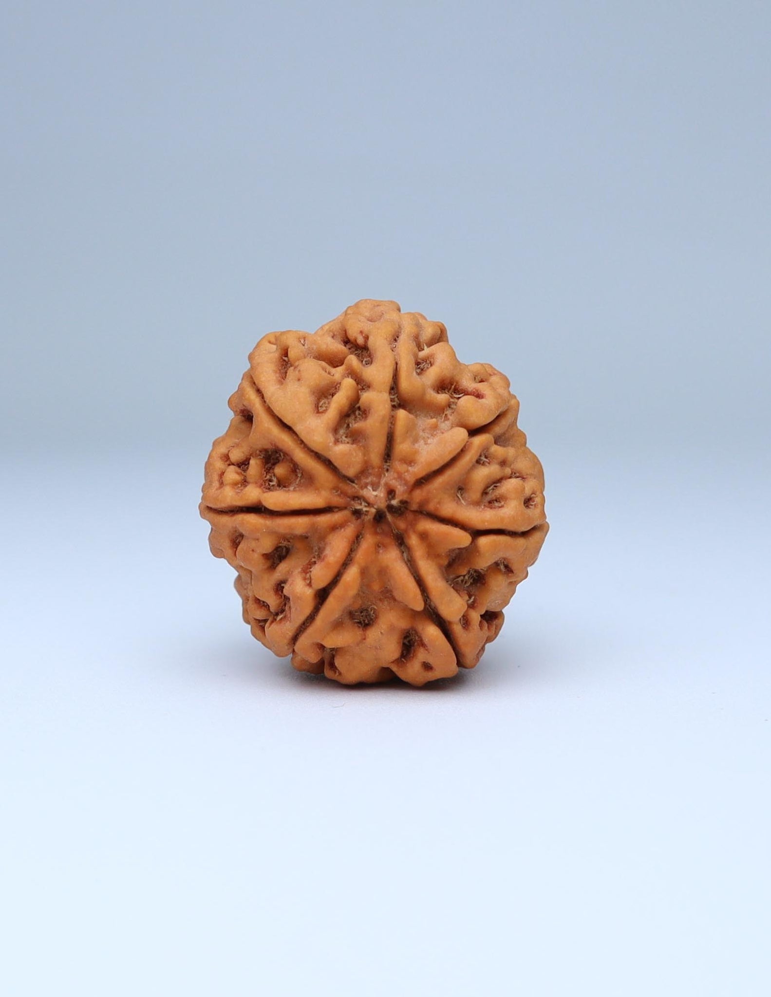 7 Mukhi Nepali Rudraksha