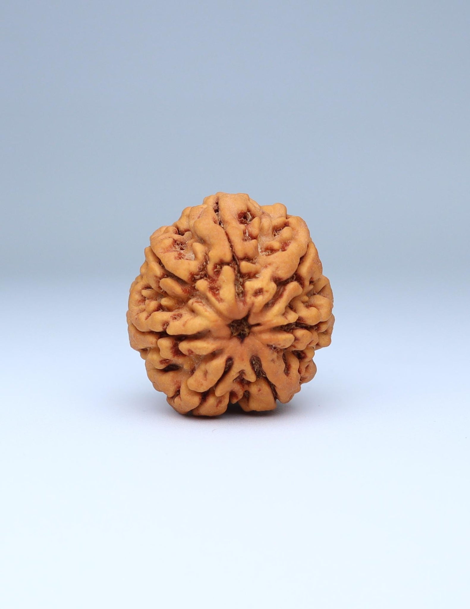 7 Mukhi Nepali Rudraksha