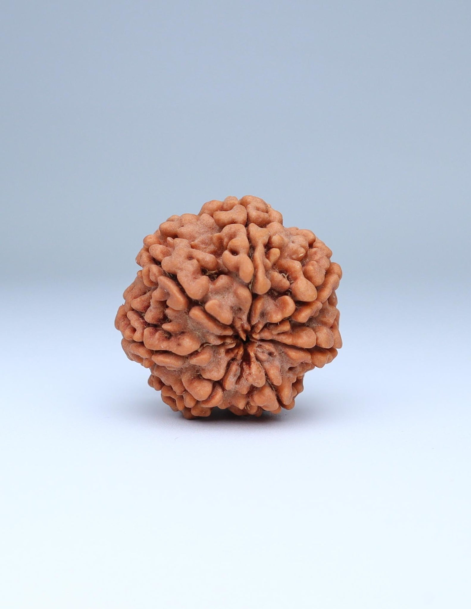 7 Mukhi Nepali Rudraksha