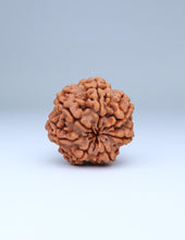 7 Mukhi Nepali Rudraksha