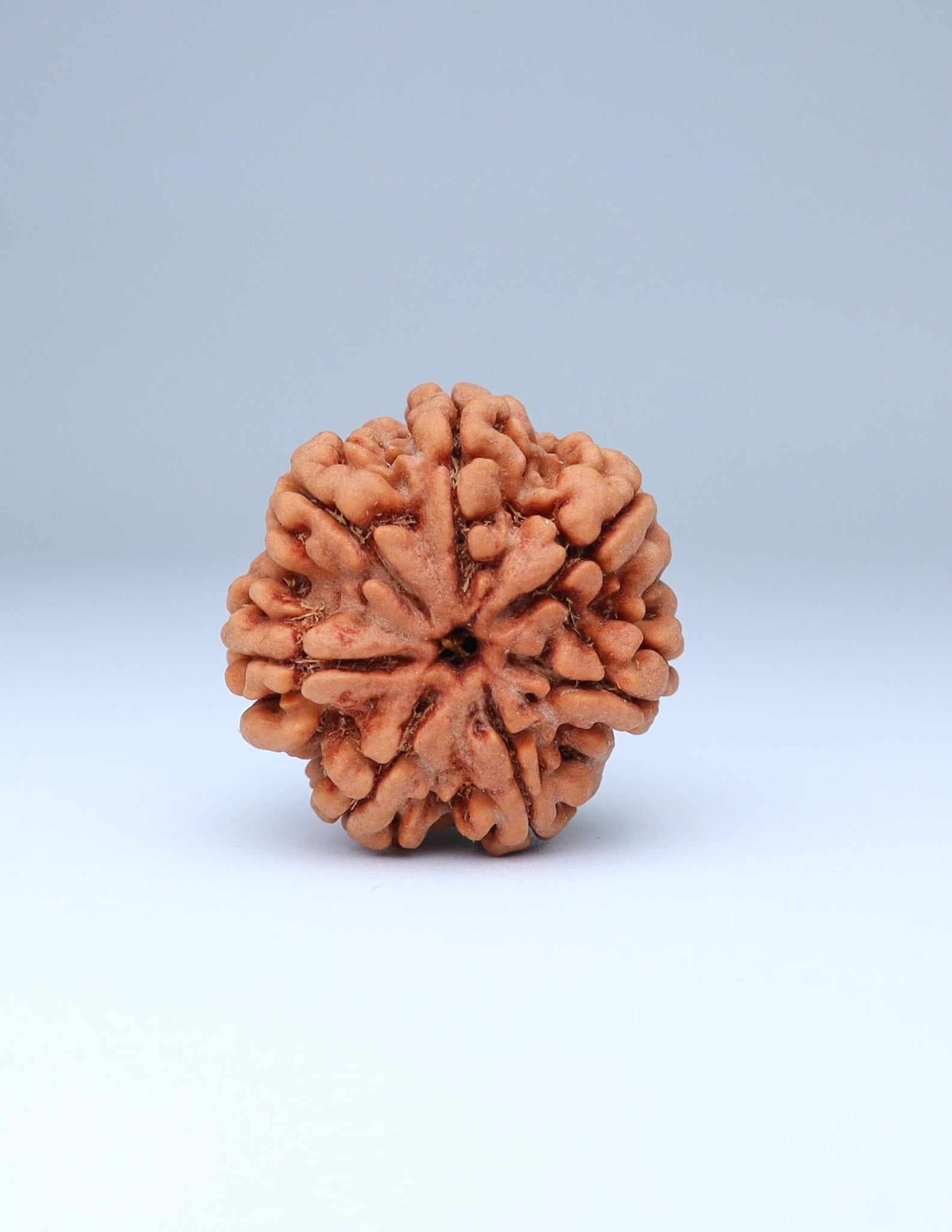 7 Mukhi Nepali Rudraksha