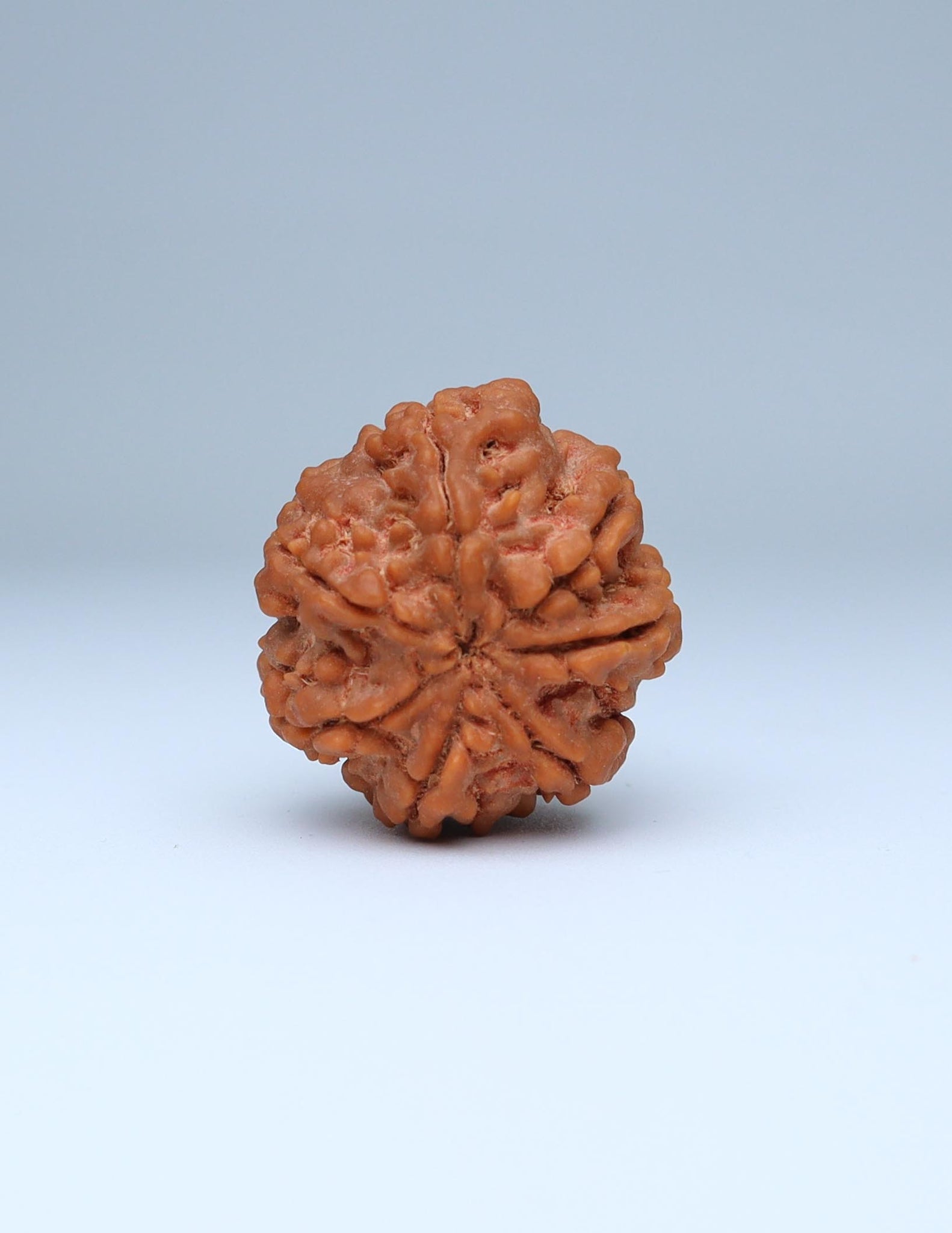 7 Mukhi Nepali Rudraksha