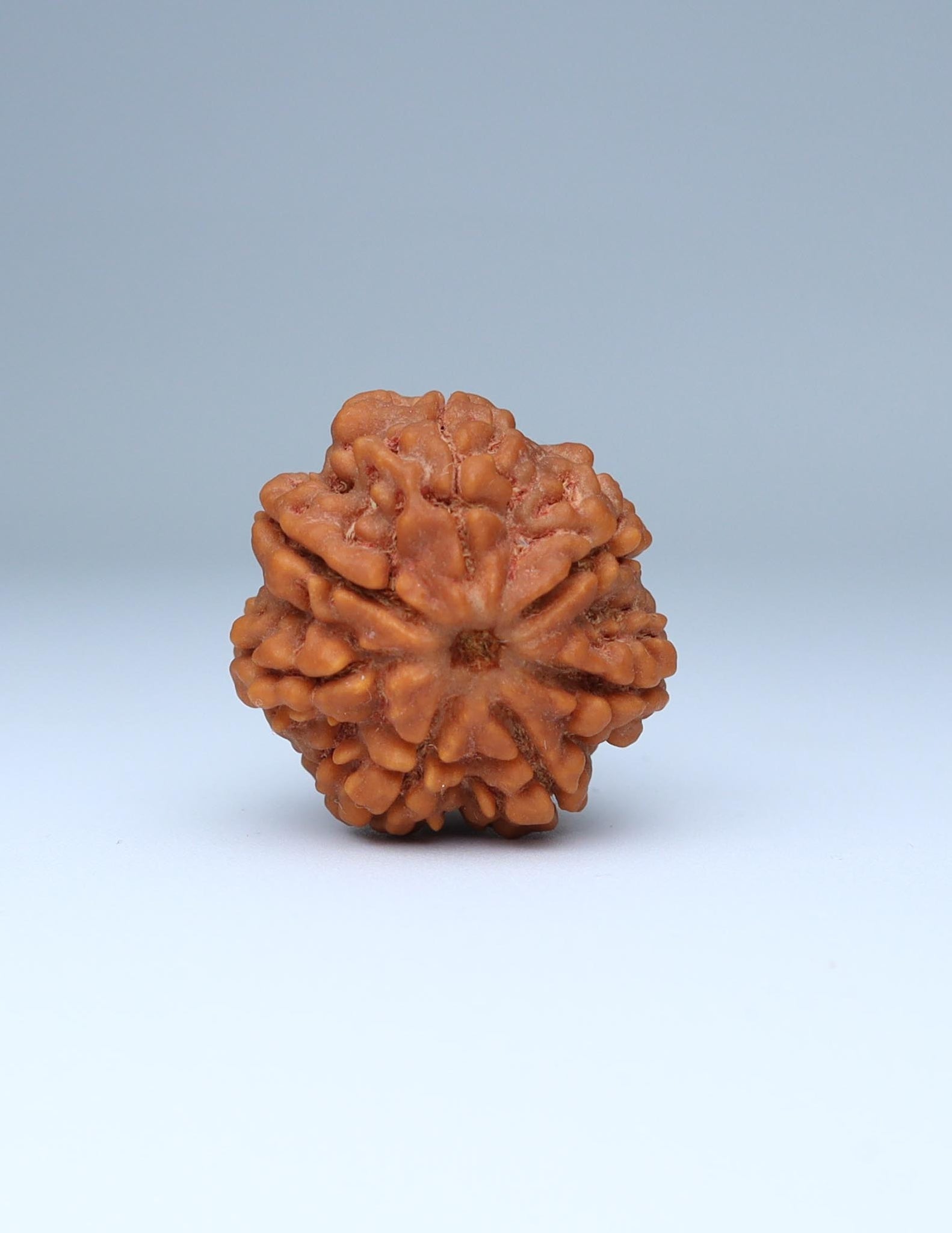 7 Mukhi Nepali Rudraksha