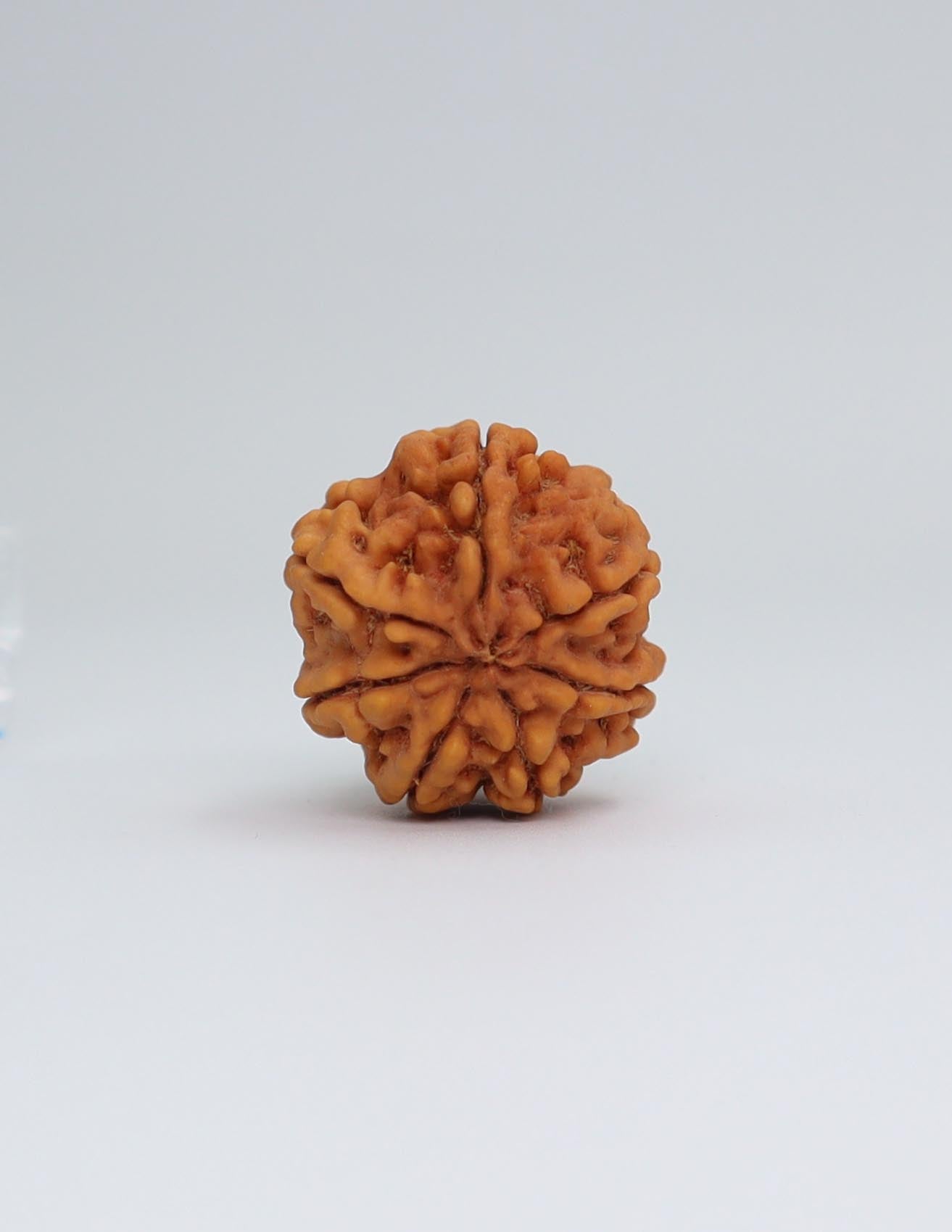 7 Mukhi Nepali Rudraksha