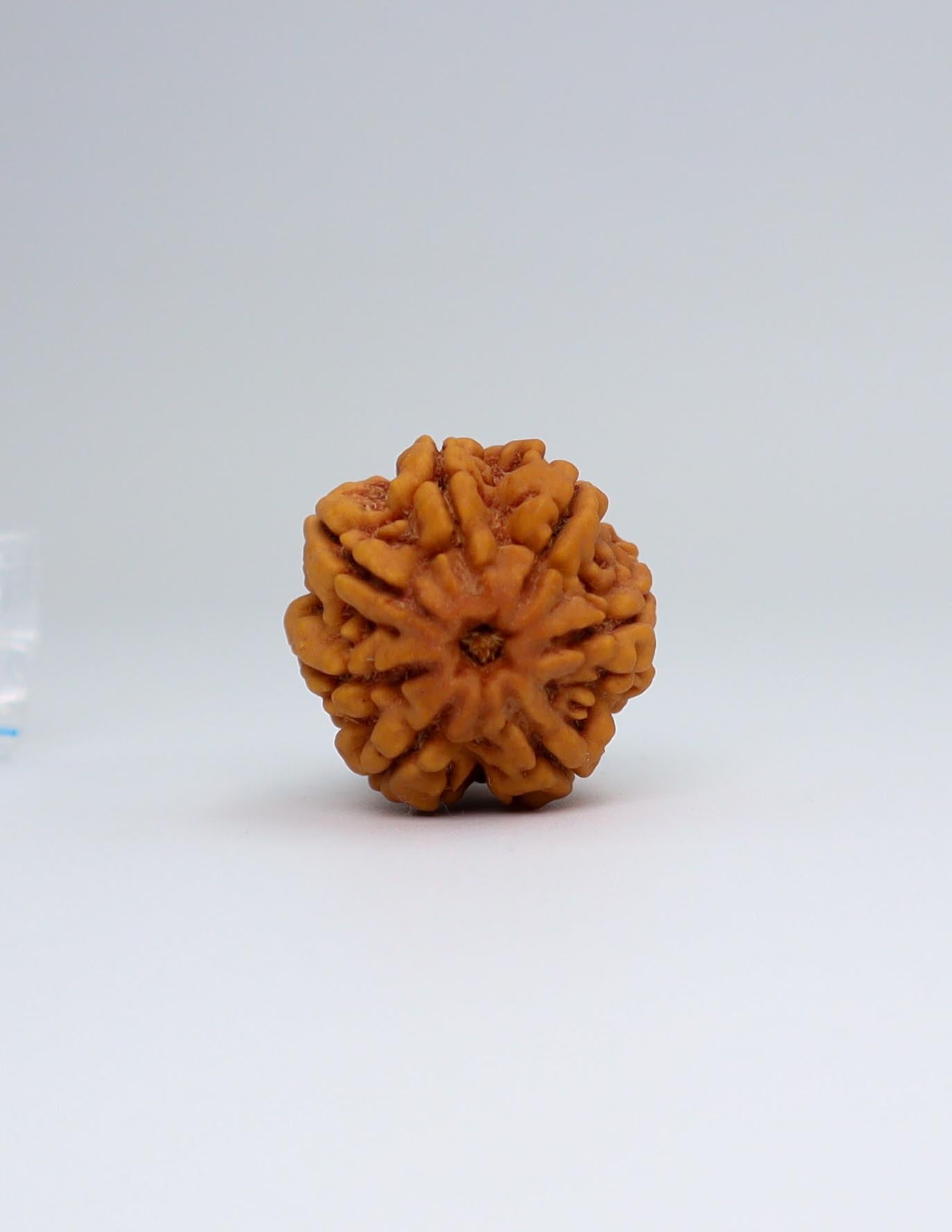 7 Mukhi Nepali Rudraksha