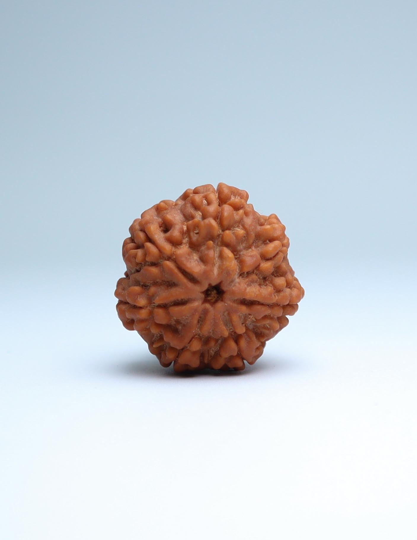 7 Mukhi Nepali Rudraksha