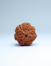 7 Mukhi Nepali Rudraksha
