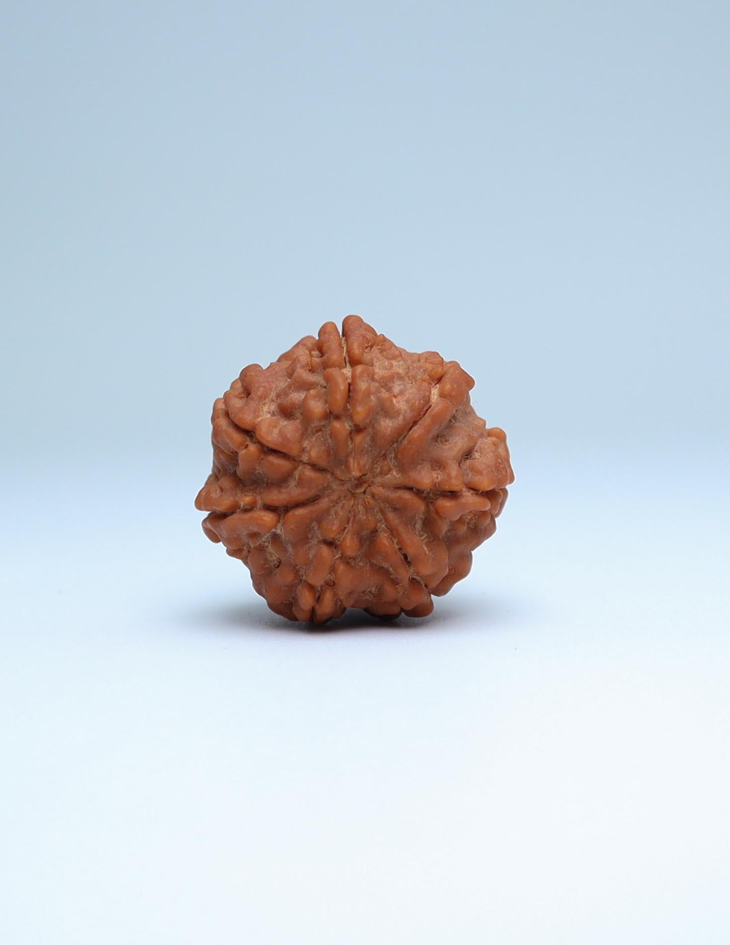 7 Mukhi Nepali Rudraksha