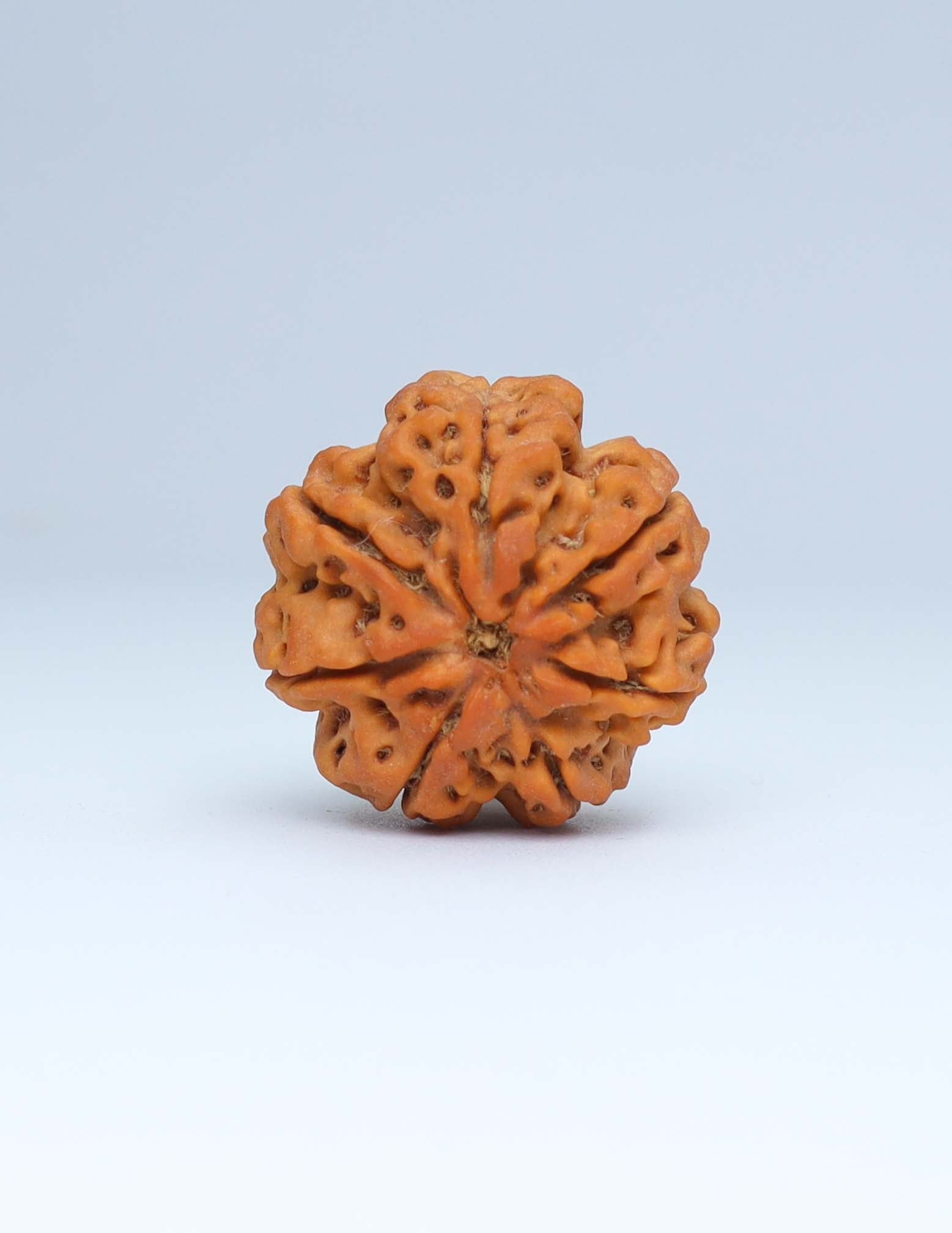 7 Mukhi Nepali Rudraksha