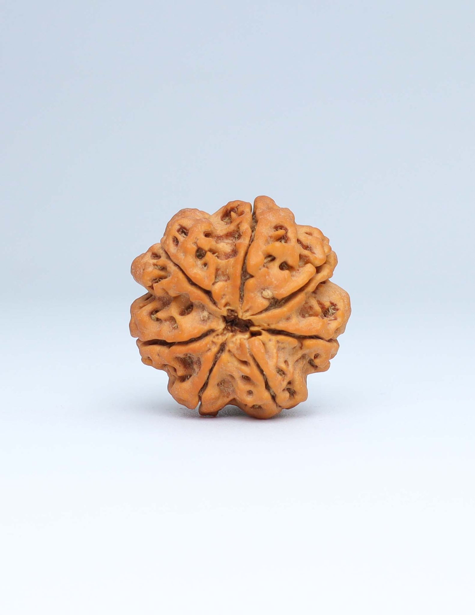 7 Mukhi Nepali Rudraksha