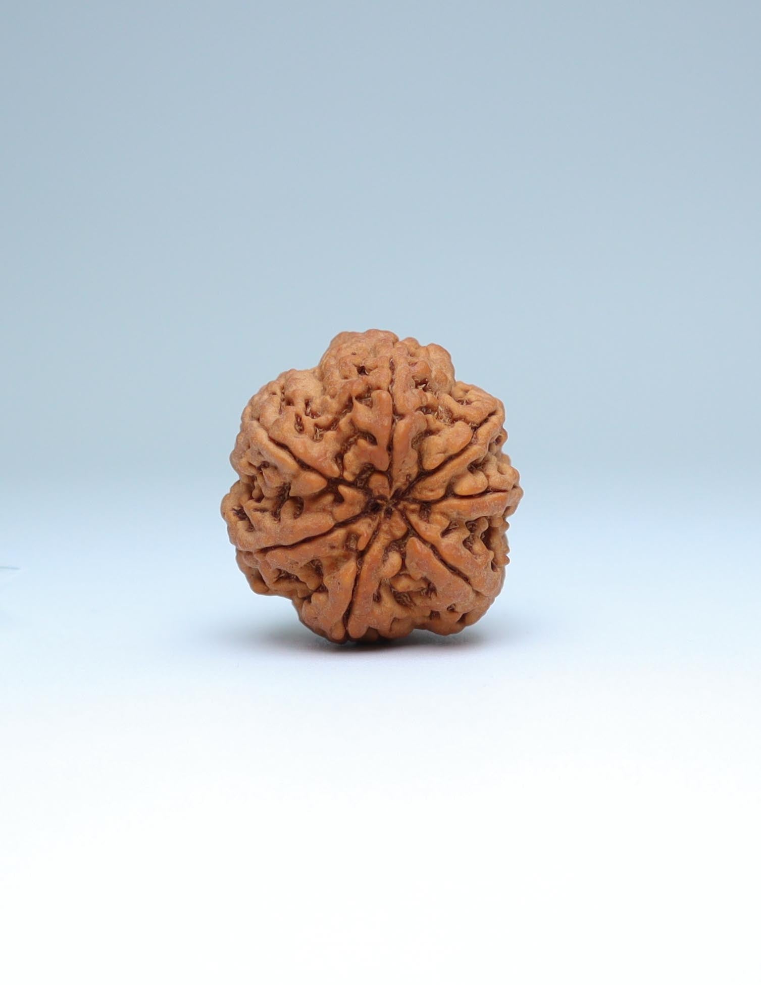 7 Mukhi Nepali Rudraksha