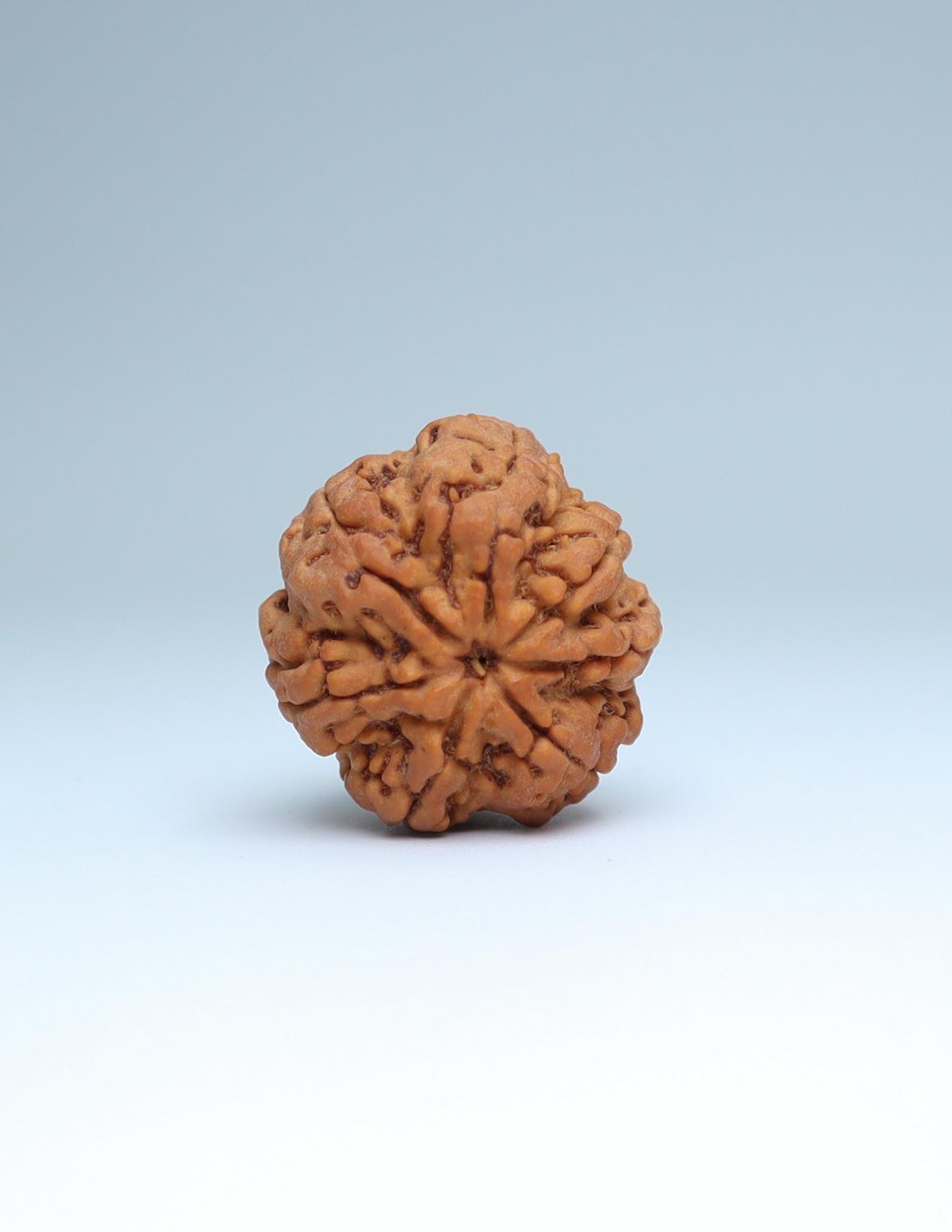 7 Mukhi Nepali Rudraksha